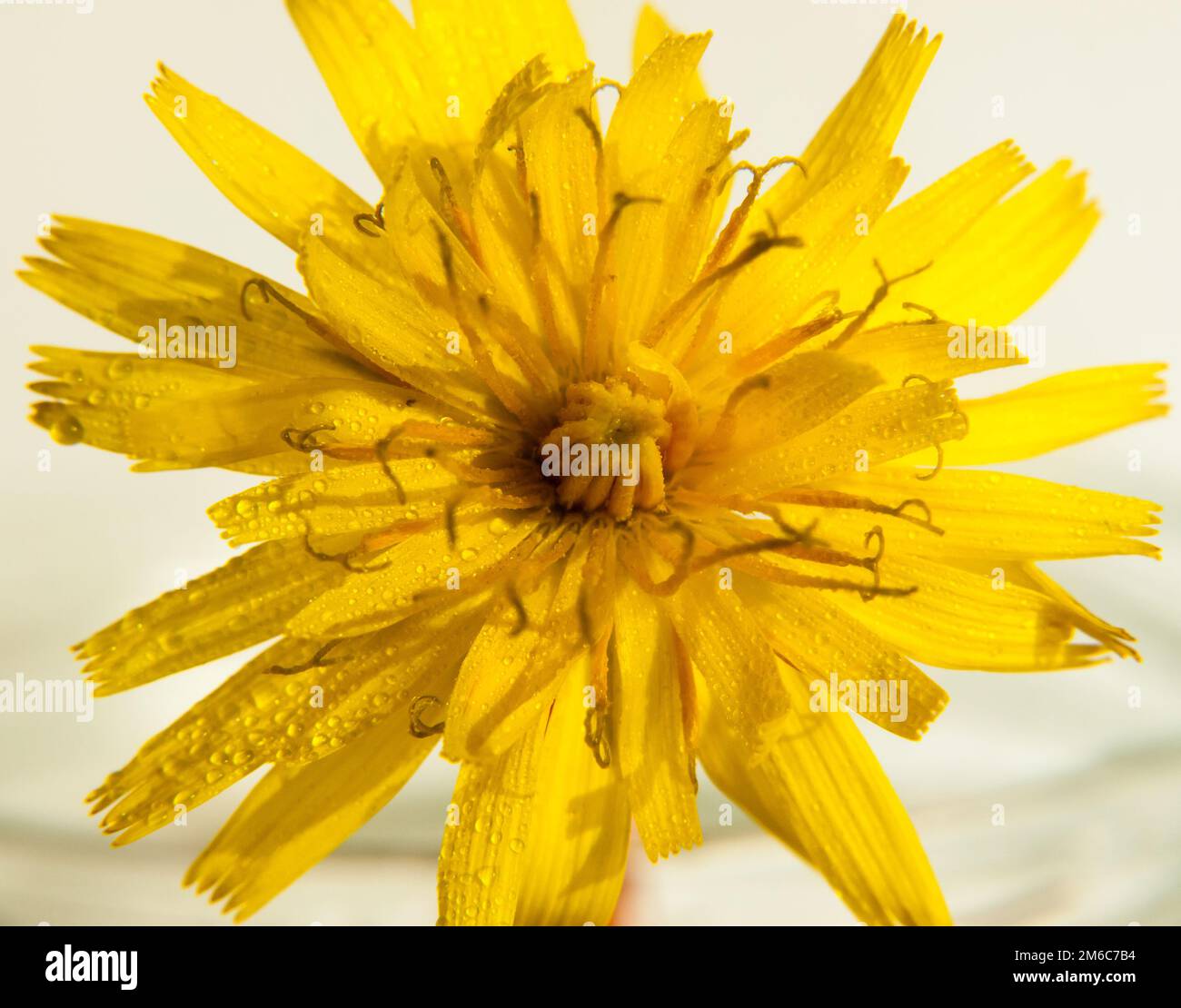 Cabeza de flor de diente de león amarillo de cerca sobre fondo blanco Taraxacum officinale gotas de rocío de agua Foto de stock