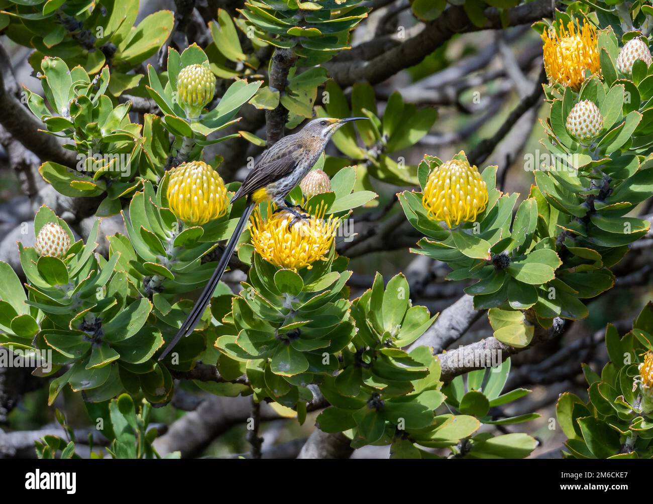 Un Sugarbird del Cabo (Promerops cafer) que se alimenta de flores amarillas de Fynbos, o Pincushion Protea. Western Cape, Sudáfrica. Foto de stock