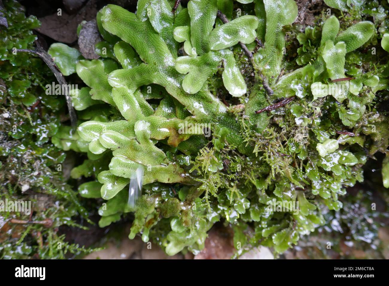 Liverworts Y Musgos Antiguos Briofitos De Plantas Primitivas Fotografía Liverworts Y Musgos Antiguos Briofitos De Plantas Primitivas Fotografía