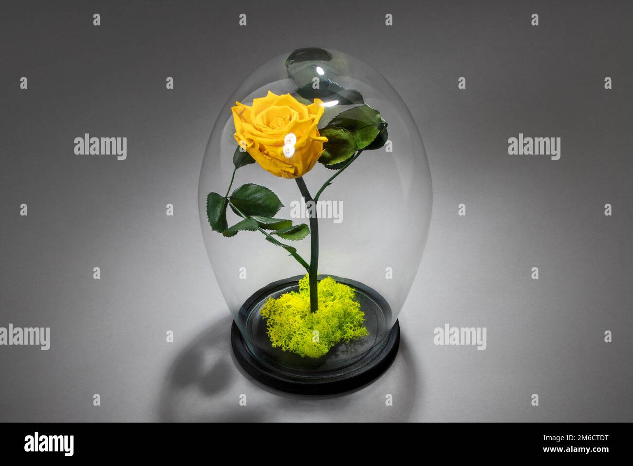 Rosa eterna amarilla bajo la cúpula de vidrio Fotografía de stock - Alamy