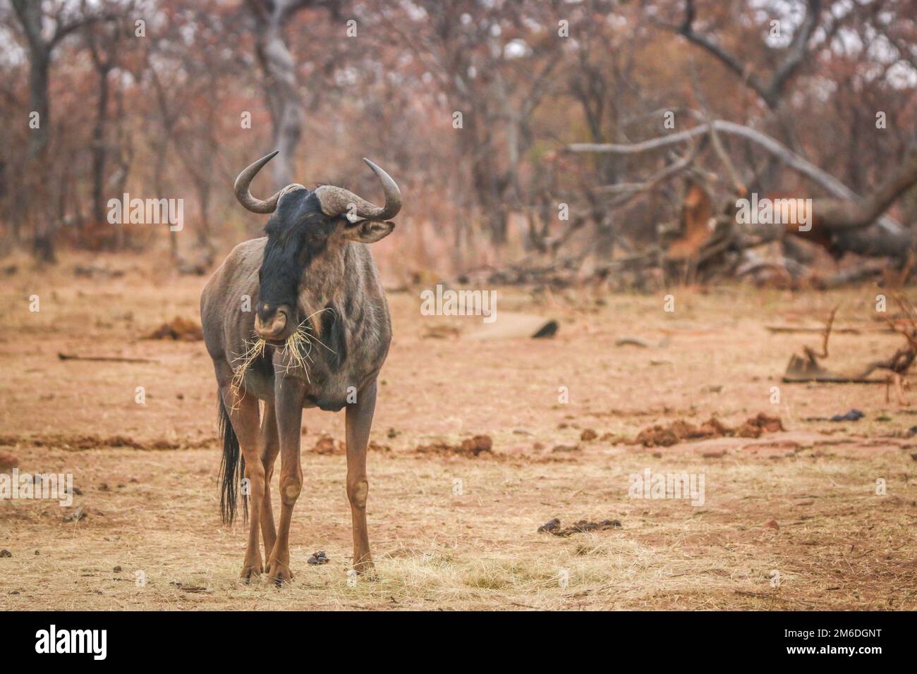 Wildebeest azul de pie en la hierba y comer. Foto de stock