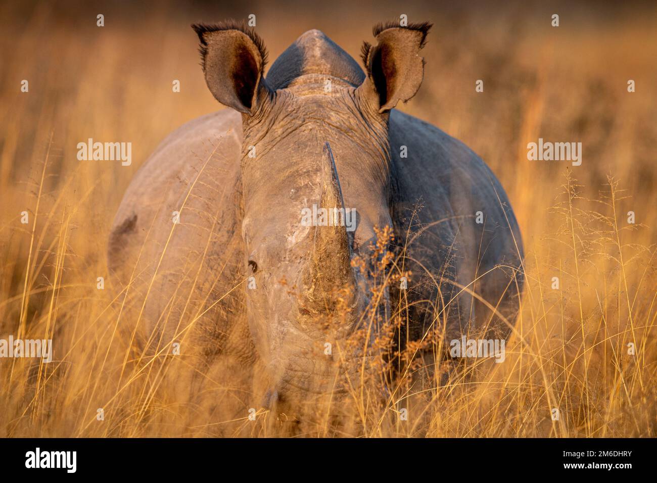Rinoceronte blanco de pie en la hierba alta. Foto de stock