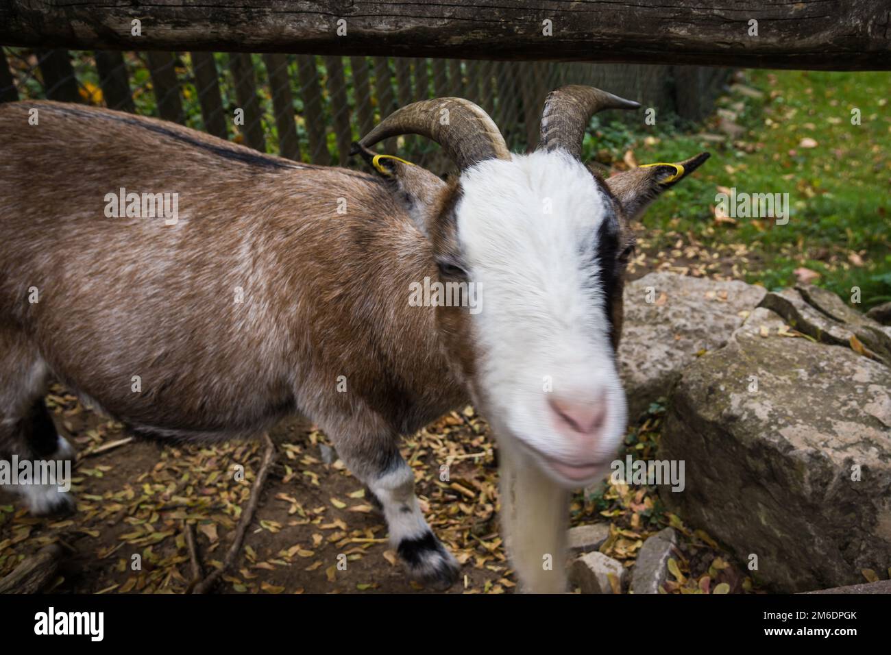 Cabra animal de granja con cara curiosa Foto de stock
