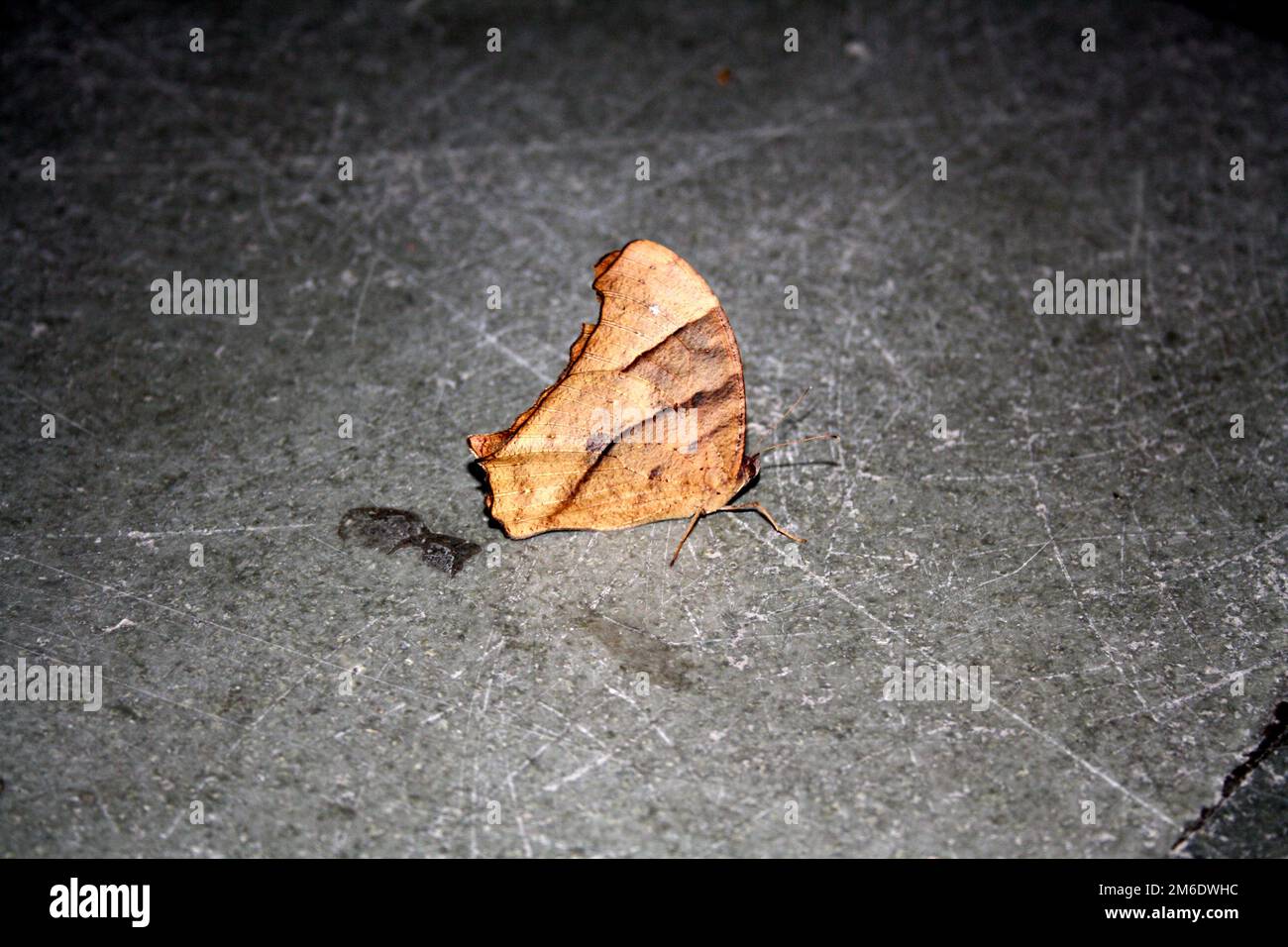 Mariposa marrón de noche común (Melanitis leda) en forma de estación seca : (pix Sanjiv Shukla) Foto de stock