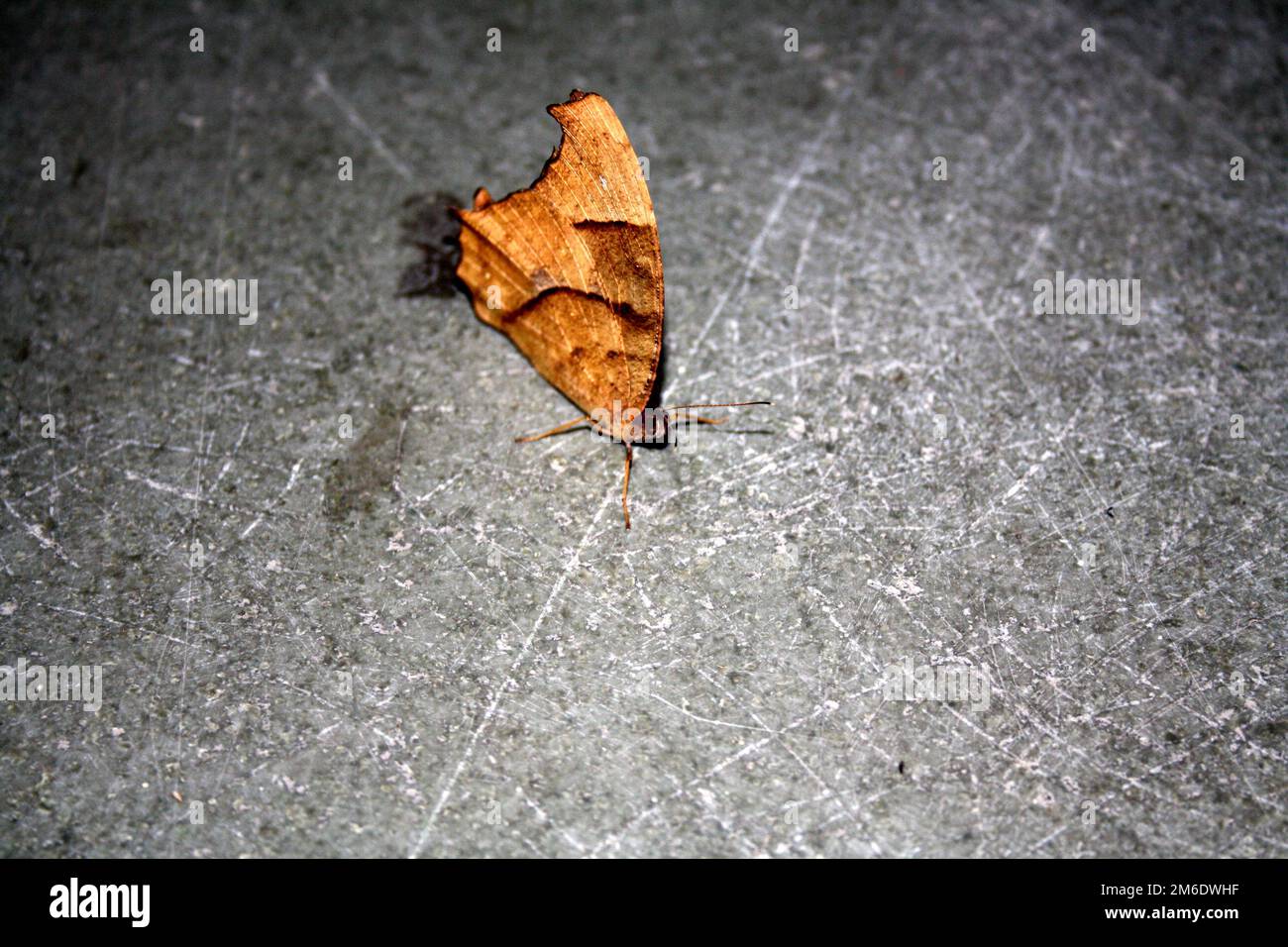 Mariposa marrón de noche común (Melanitis leda) en forma de estación seca : (pix Sanjiv Shukla) Foto de stock
