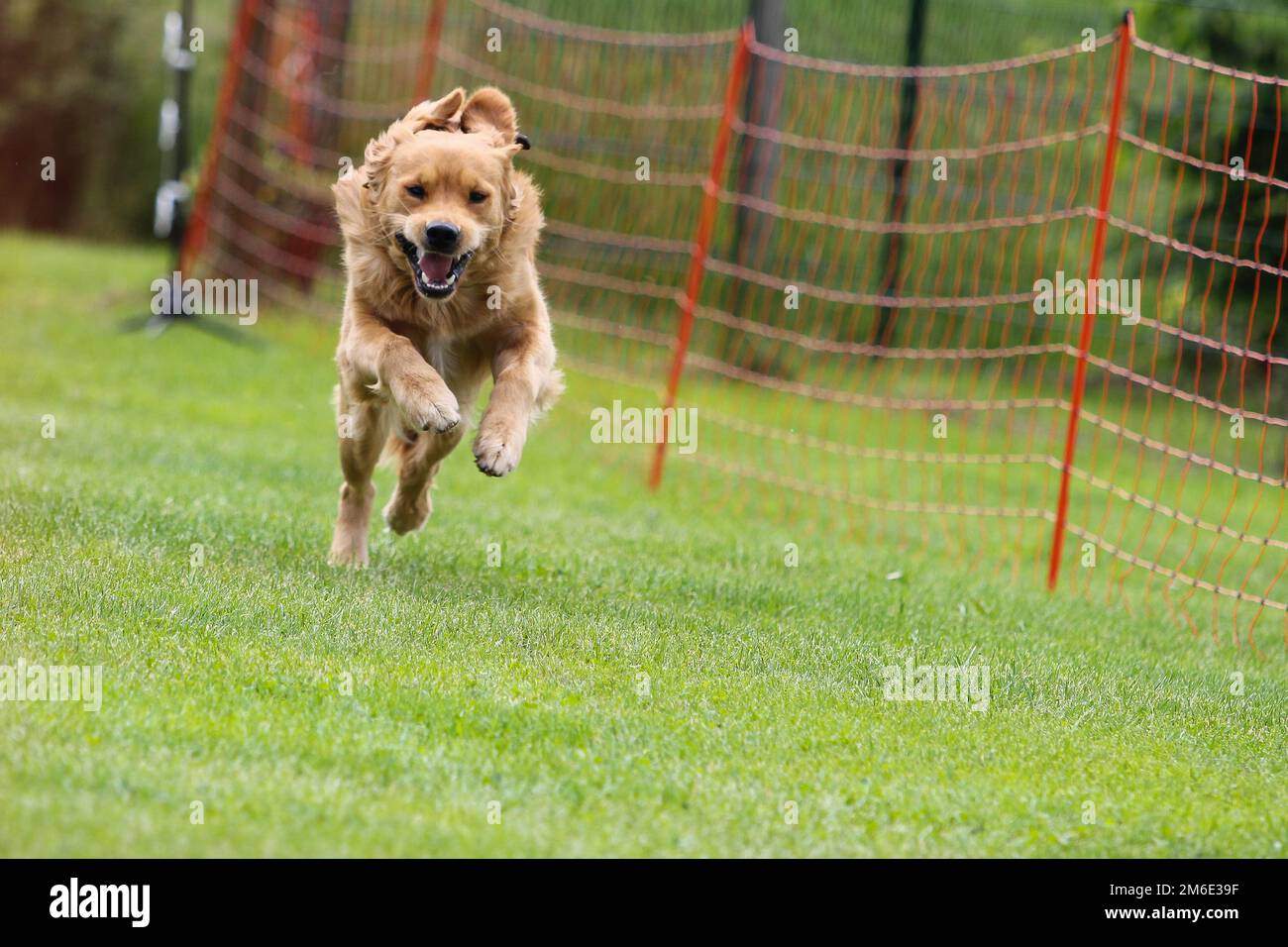 Un perro Golden Retriever salta y corre en una carrera de perros en la escuela de perros Foto de stock