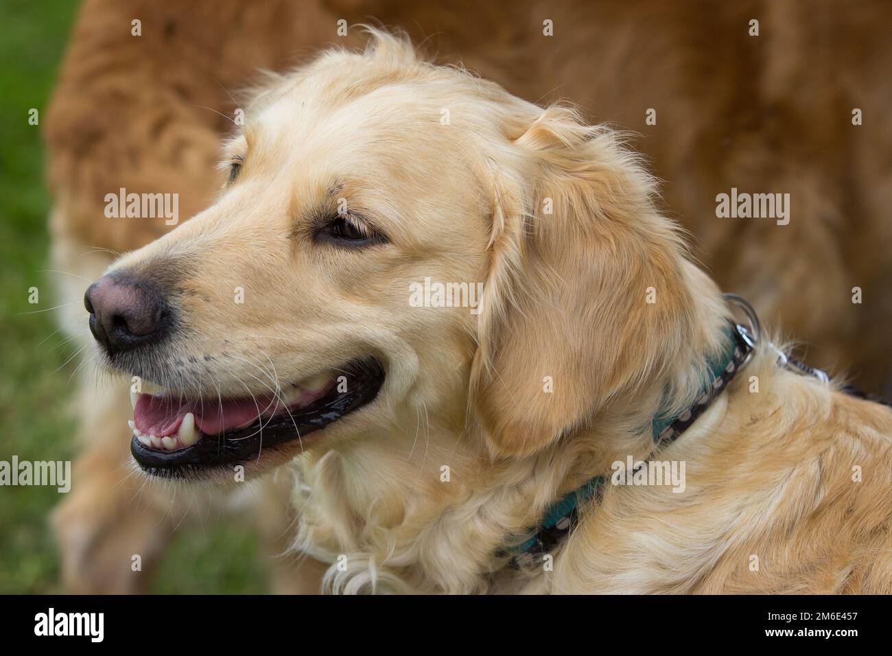 Un Golden Retriever relajarse después de una dura carrera de perros en la escuela de perros Foto de stock