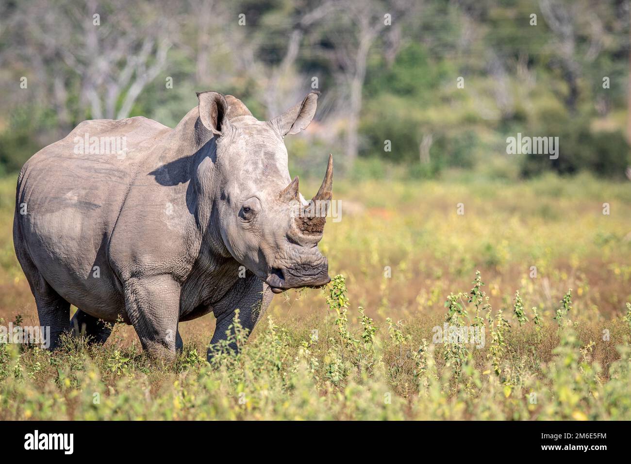 Rinoceronte blanco femenino de pie en la hierba. Foto de stock