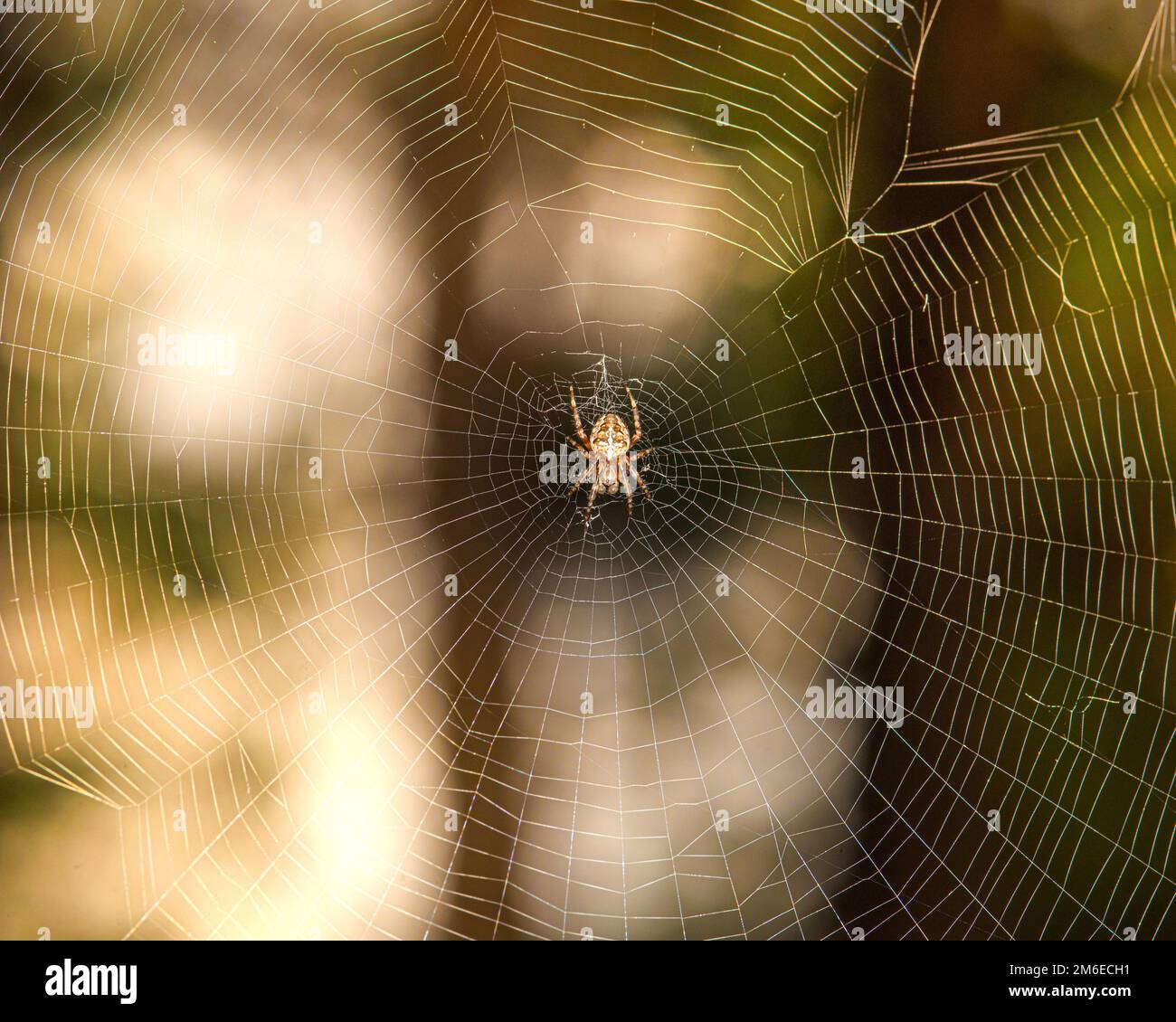 Araña en una web sobre un fondo oscuro Foto de stock
