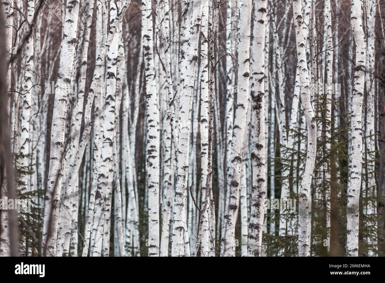 La naturaleza prístina de la reserva de Zeya. Birch Grove. Los troncos de abedul blanco están cerca uno del otro Foto de stock