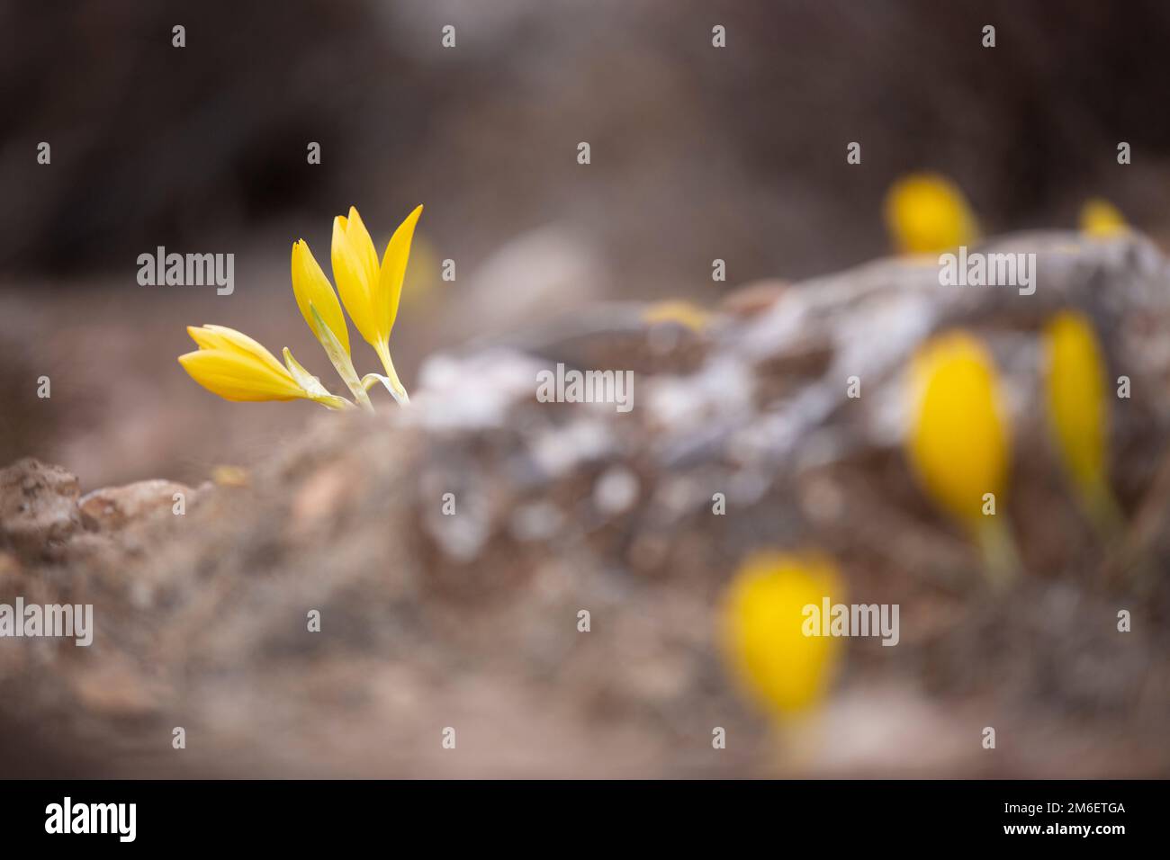 Flores amarillas de la Sternbergia lutea (narciso de otoño, narciso de otoño, lirio del campo, narciso de invierno, crocus amarillo de otoño). Esta flor florece Foto de stock