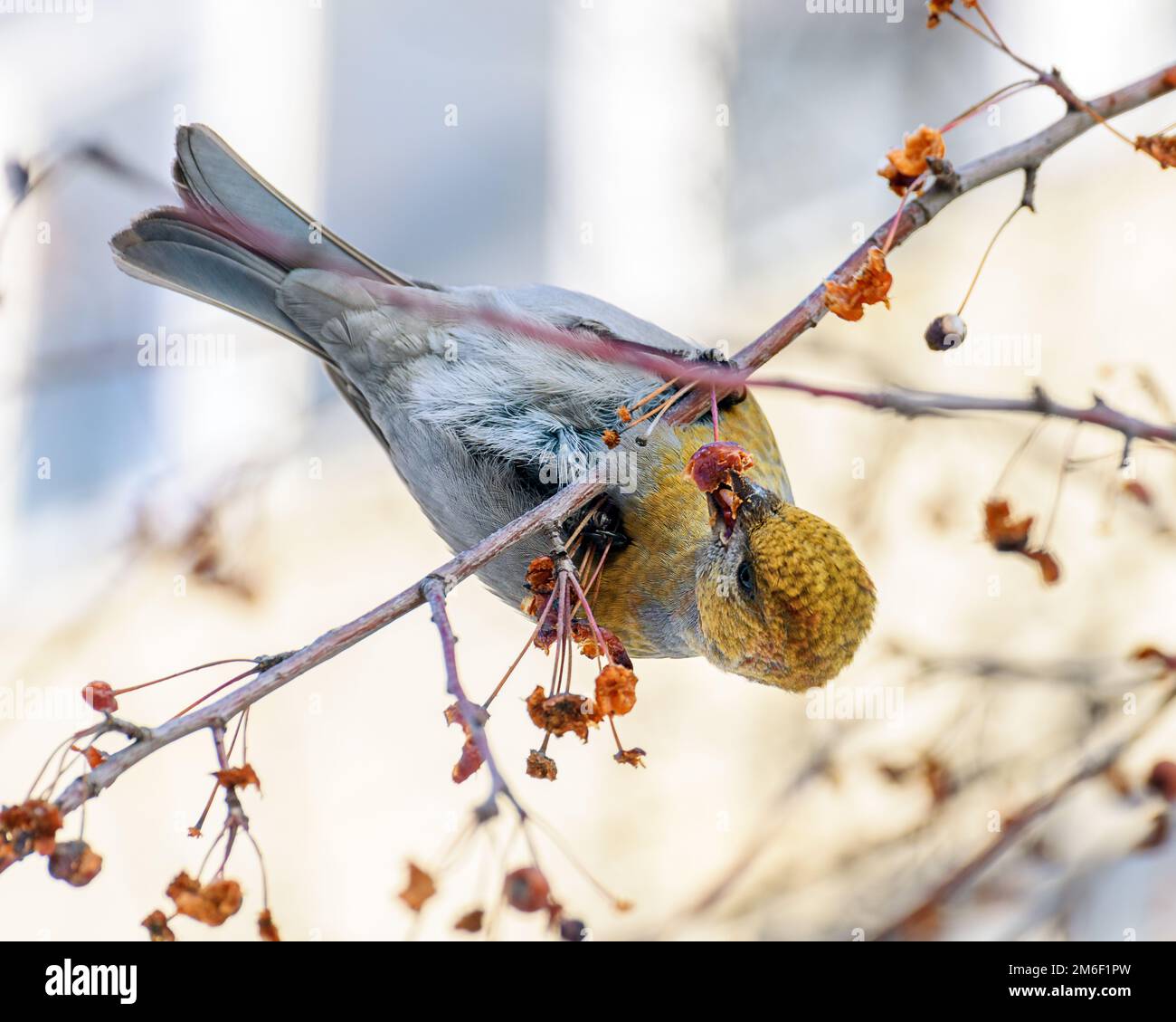 Pájaro en una rama con bayas Foto de stock