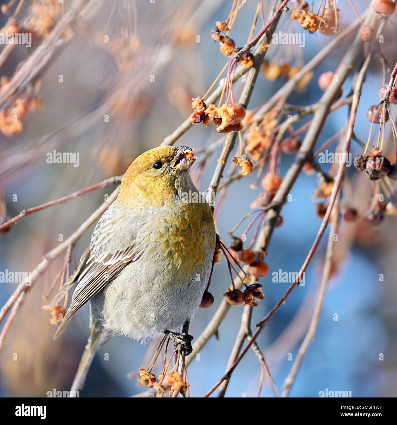 Pájaro en una rama con bayas Foto de stock