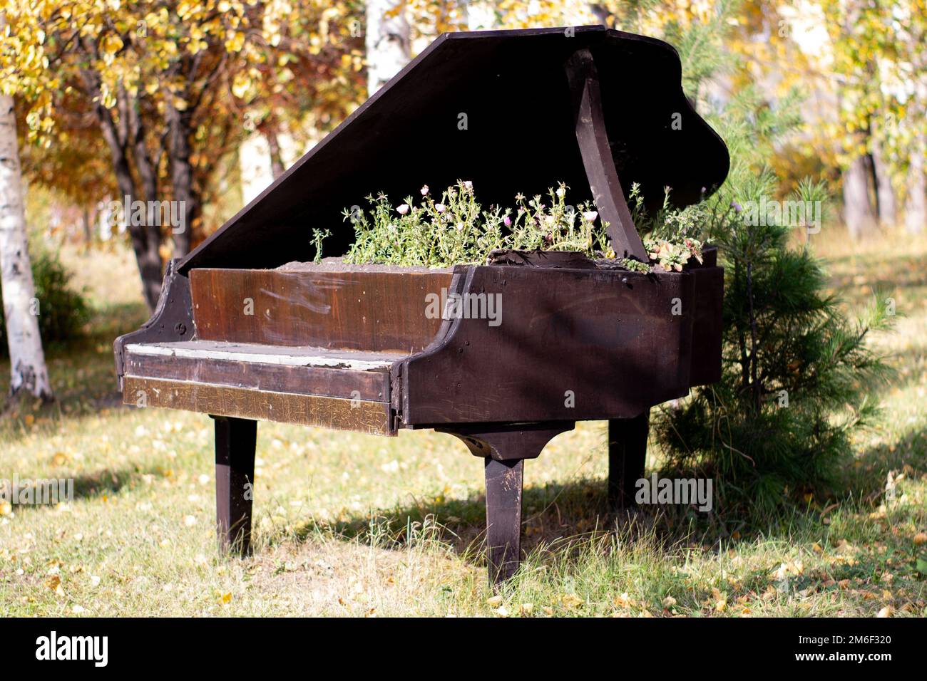 La cama para las flores equipada en un viejo piano negro en el parque de la ciudad. Petunia florece en una cama creativa inusual Foto de stock