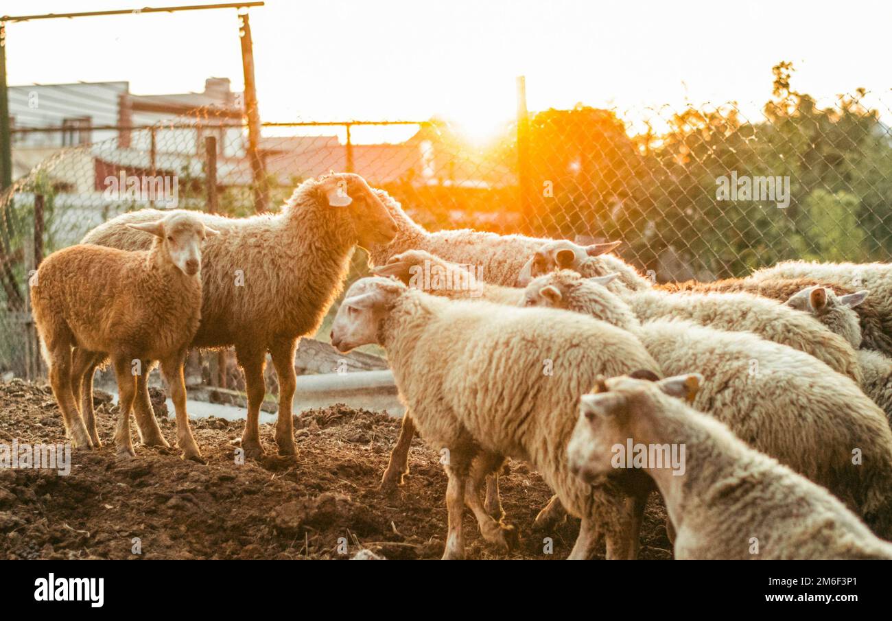 Manada de ovejas cerca de la valla de malla. Ovejas domésticas. Foto de stock