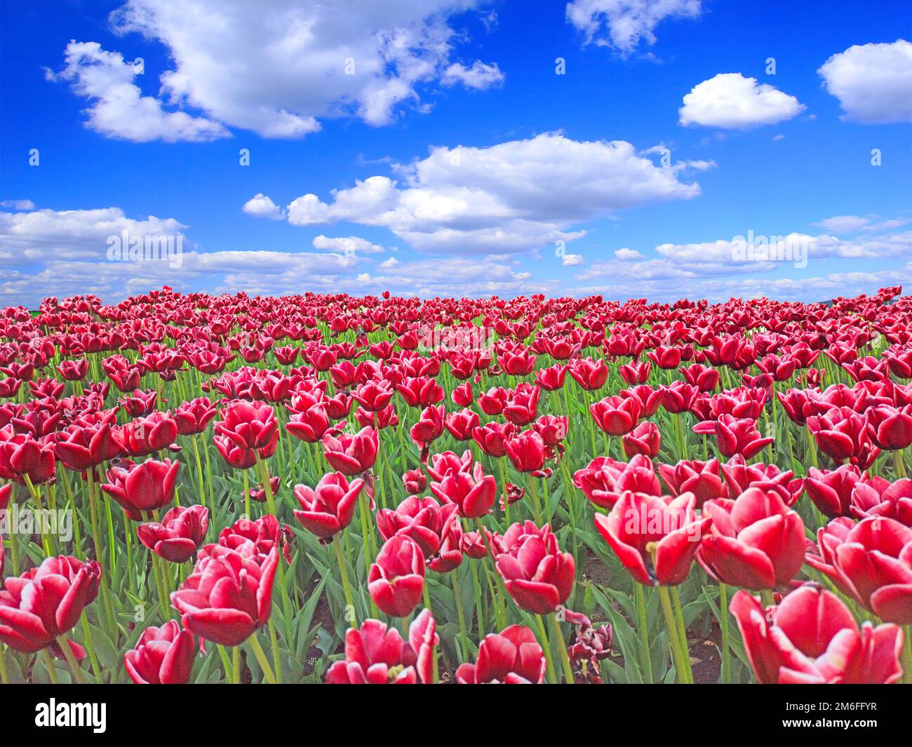 Tulipanes rojos en la cama de flores contra el cielo azul. Tulipanes rojos plantados en jardín. Jardín de primavera. Plantati Foto de stock