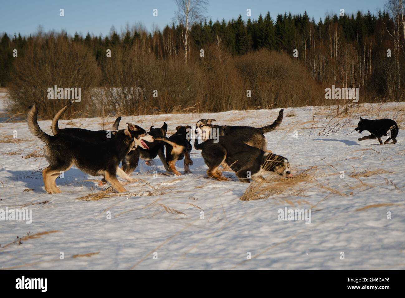 Perrera para perros en trineo afuera. Los cachorros husky de Alaska de la  misma camada caminan a través de la nieve en el campo en el día soleado  helado del invierno. Los