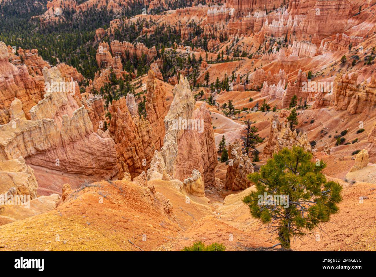 Las formaciones rocosas de Hoodoos en el Parque Nacional del Cañón Bryce en el suroeste de Utah, EE.UU Foto de stock