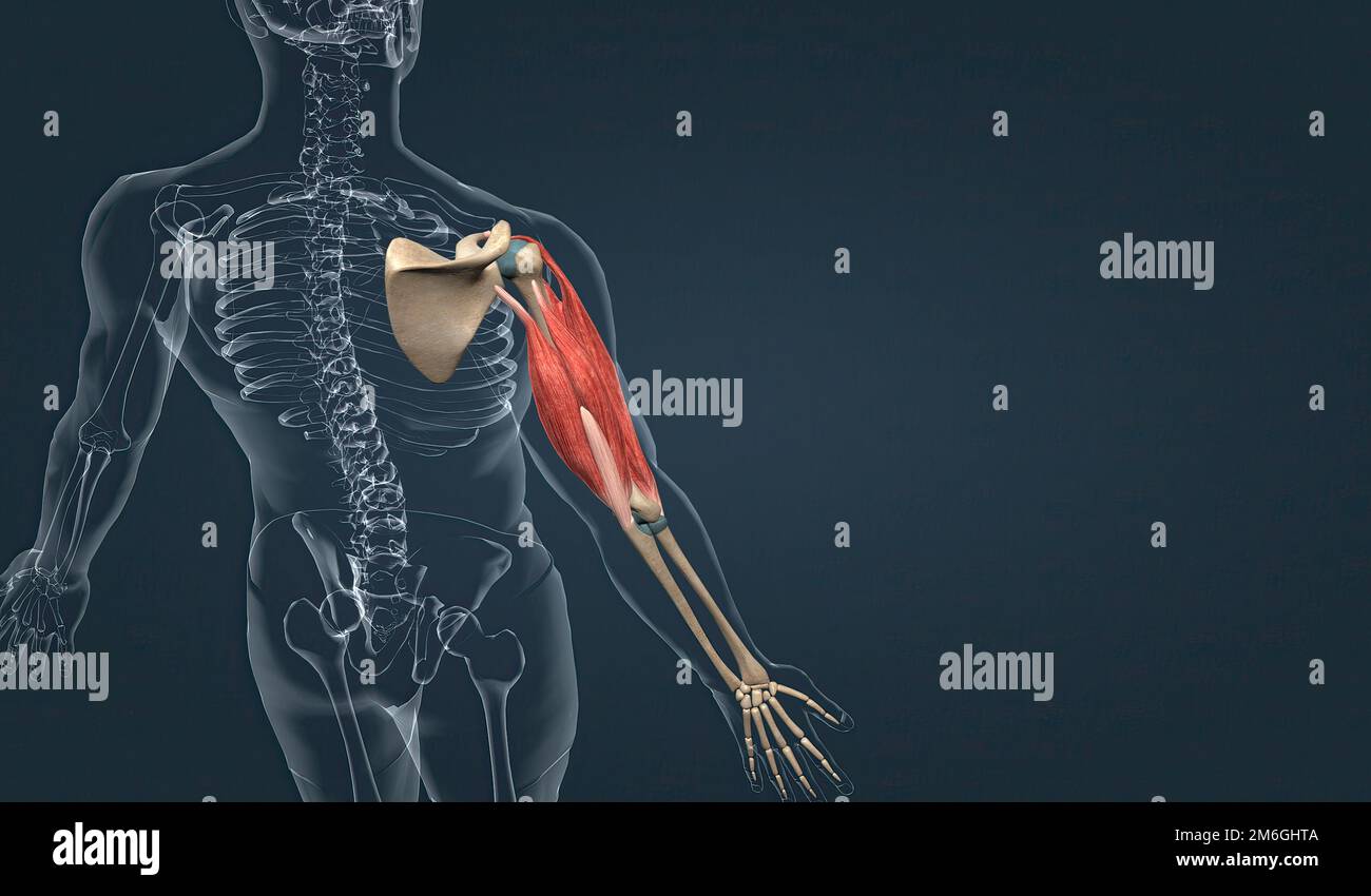 El bíceps braquio tiene dos cabezas largas y cortas que convergen para
