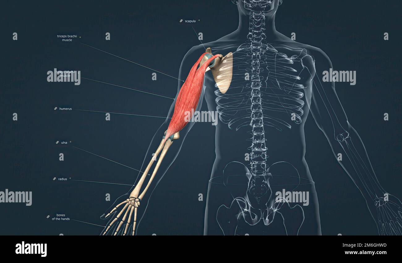 Musculo cardiaco humano histologia fotografías e imágenes de alta