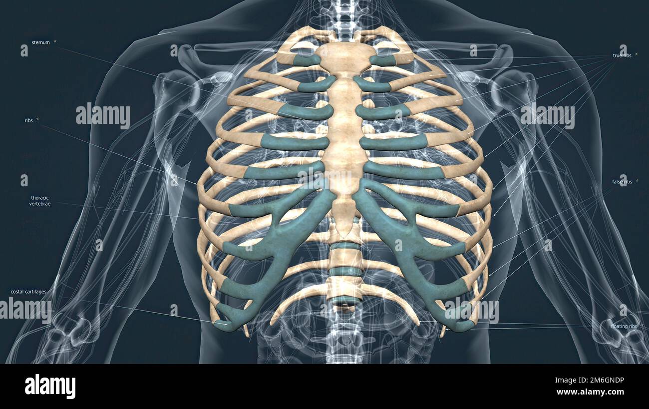 El tórax, llamado tórax, es la parte superior del cuerpo ubicada entre el  cuello y el abdomen. 3D ilustración Fotografía de stock - Alamy