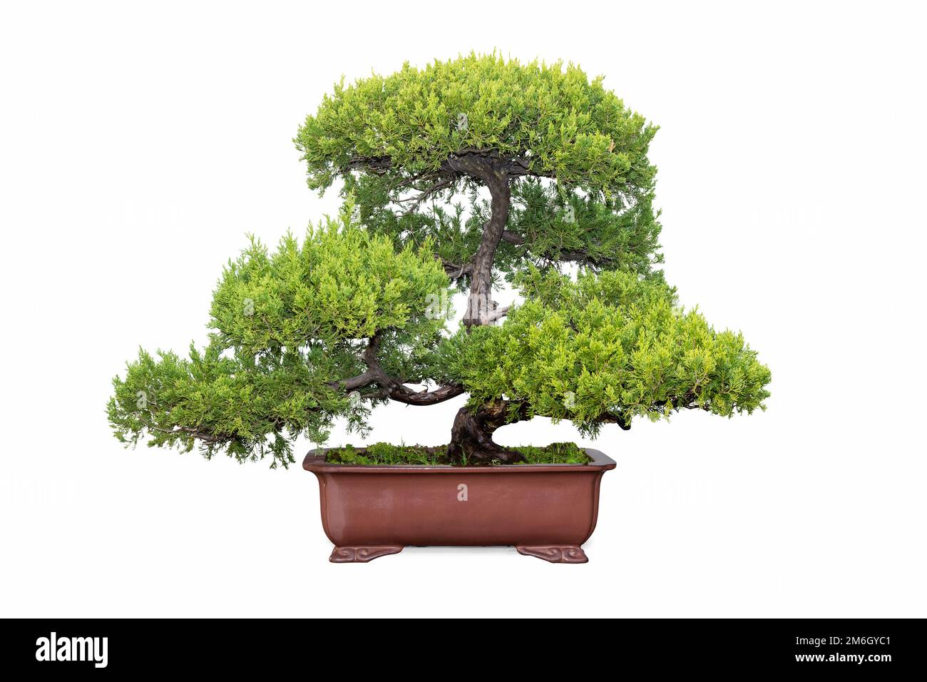 árbol chino fotografías e imágenes de alta resolución - Alamy