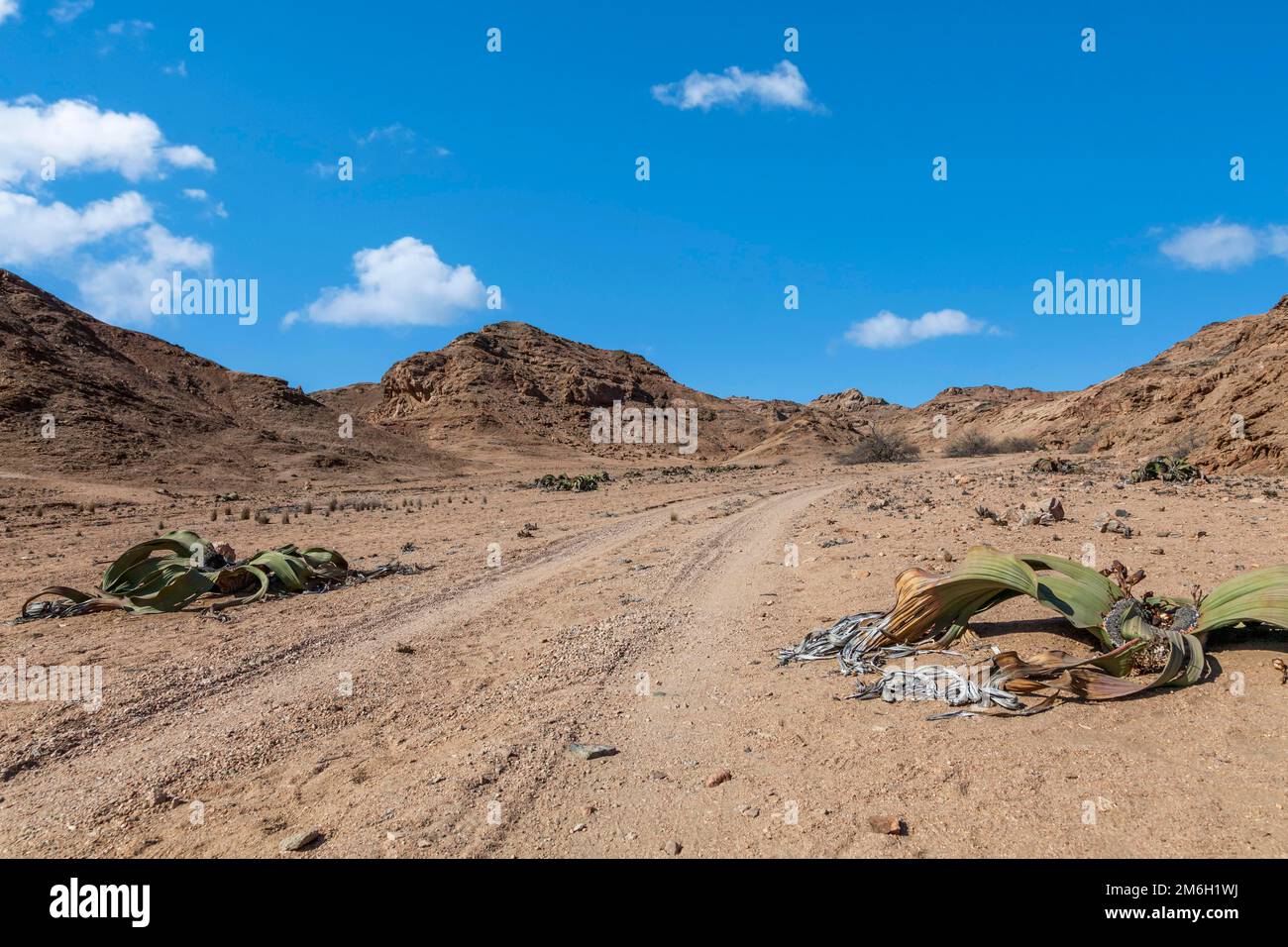 Welwitschias (Welwitschia mirabilis), Namib Naukluft National Park, Namibia Foto de stock