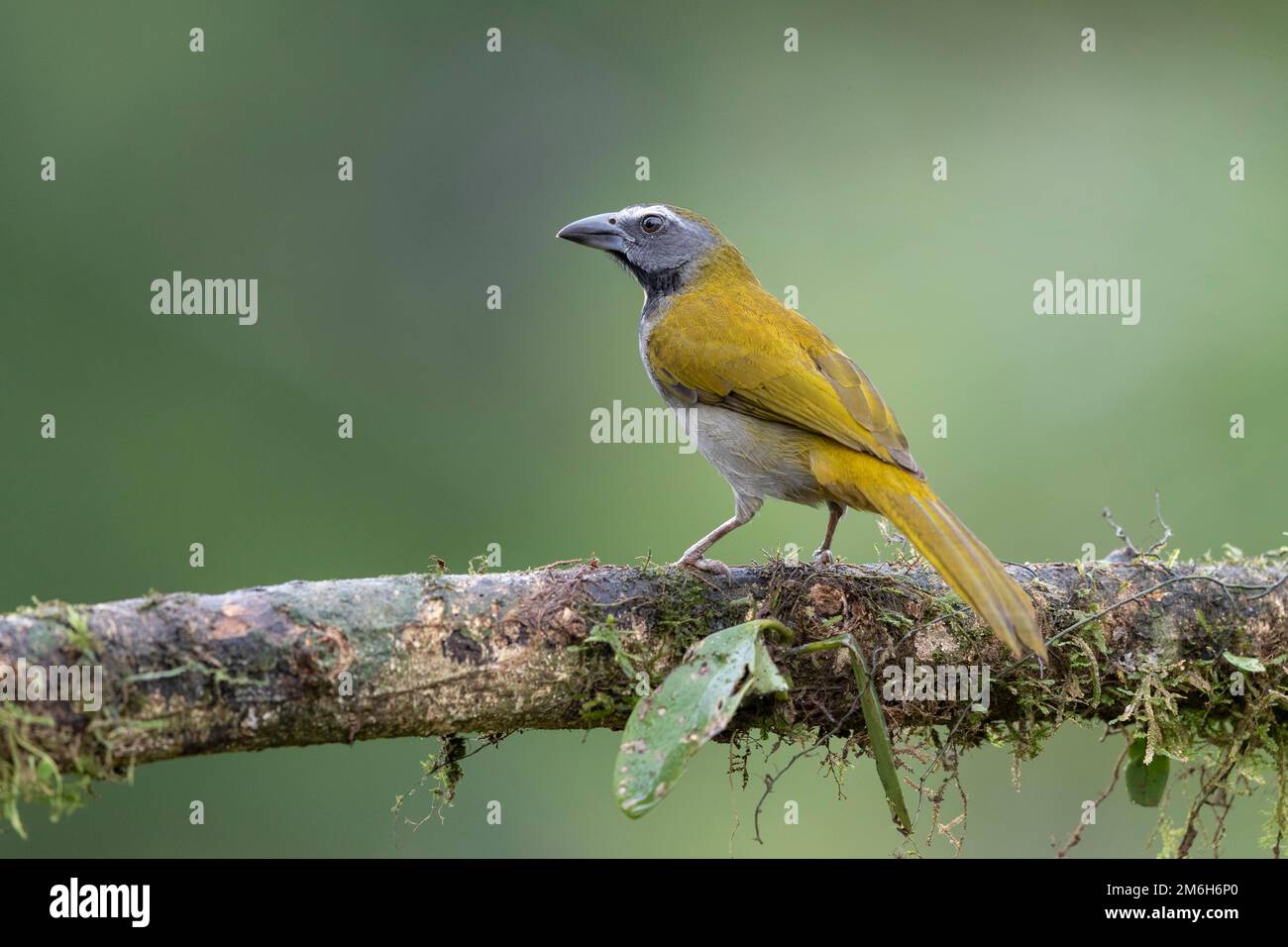 Saltador variegado (Saltator maximus) en rama, región Boca Tapada, Costa Rica Foto de stock