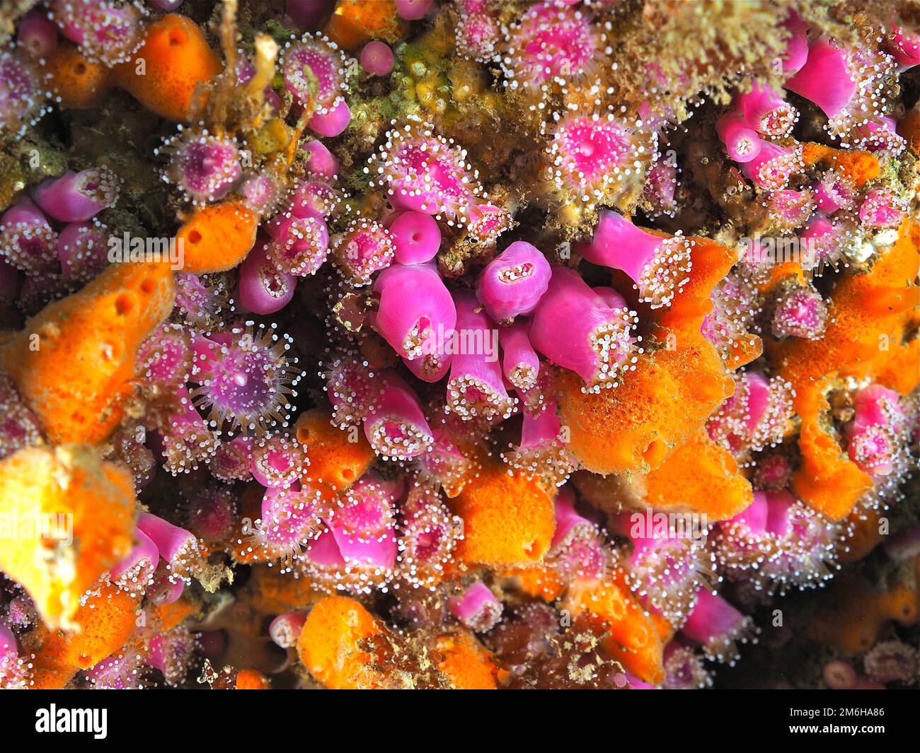 Anémona joya rosa (Corynactis viridis) Anémona marina. Sitio de buceo Maharees Islands, Castlegregory, Co. Kerry, Mar de Irlanda, Atlántico Norte, Irlanda Foto de stock