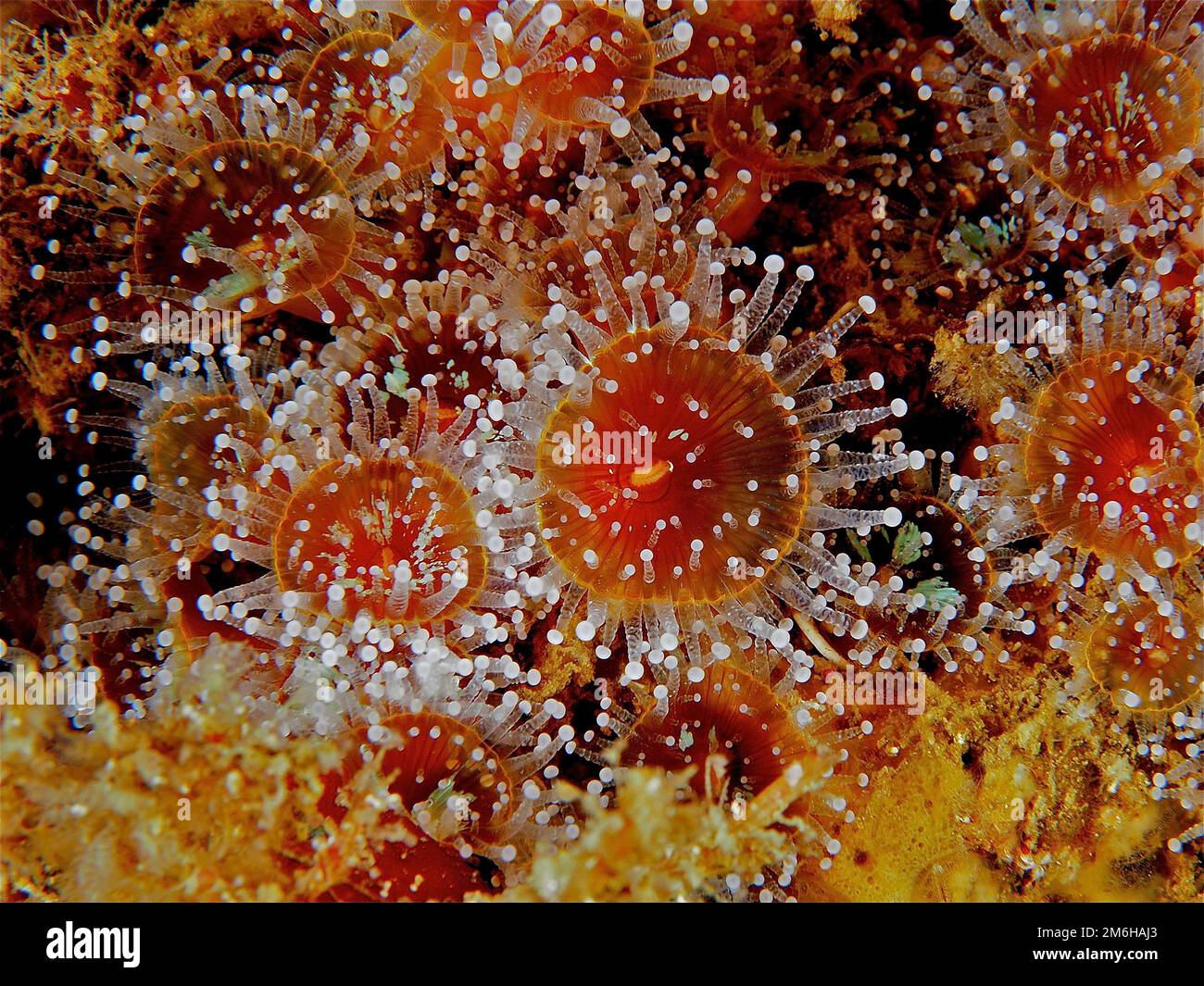 Anémona joya naranja (Corynactis viridis) Anémona marina. Sitio de buceo Maharees Islands, Castlegregory, Co. Kerry, Mar de Irlanda, Atlántico Norte, Irlanda Foto de stock