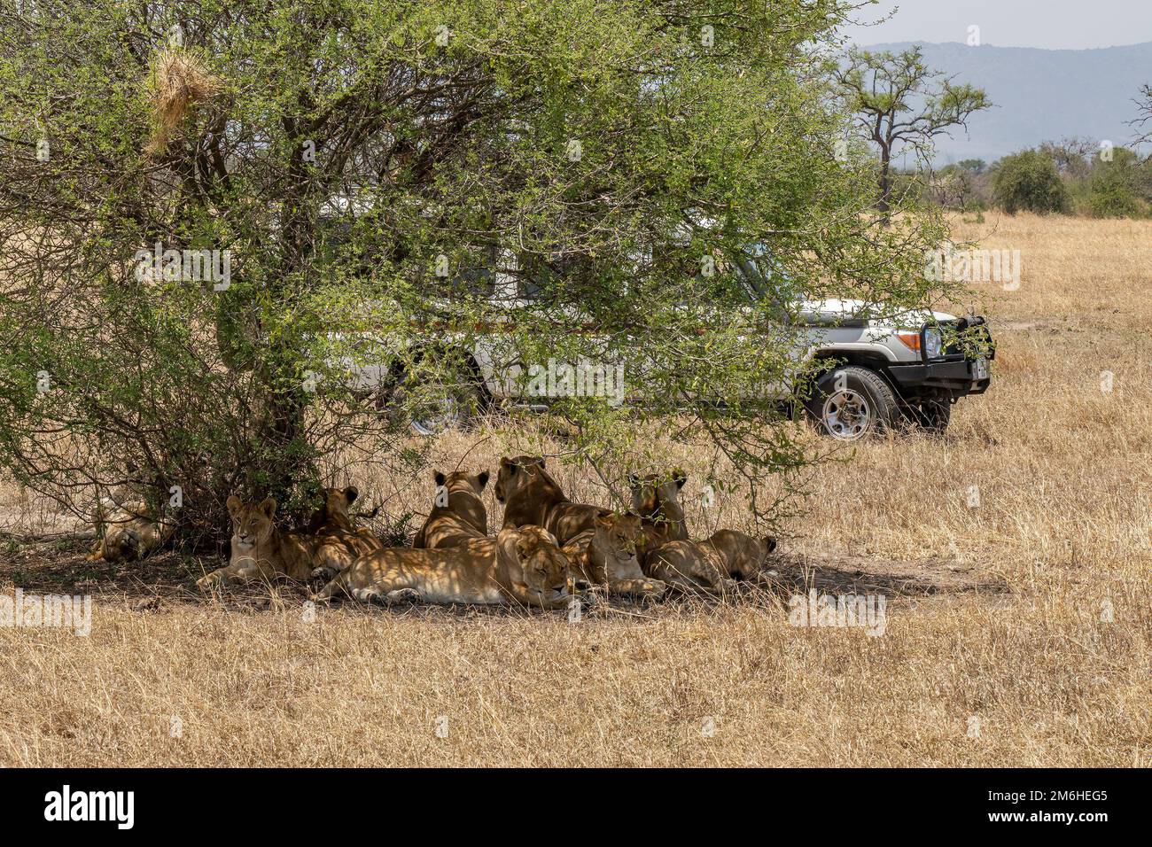 Un orgullo de león descansando a la sombra de un árbol en la sabana africana en Tanzania, junto a un vehículo de safari. Foto de stock