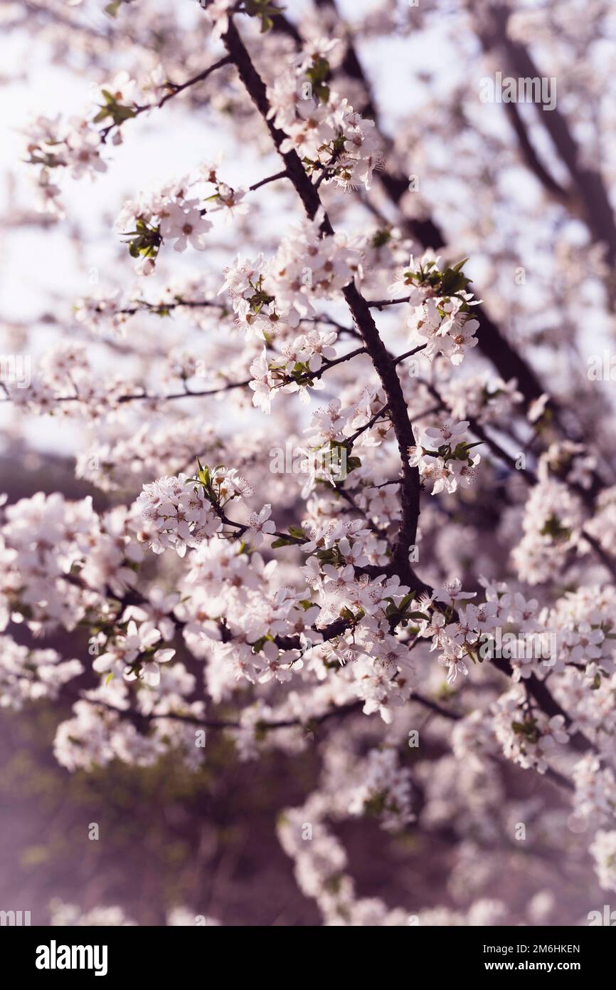 fondo de ramas de albaricoque floreciente - fondo floral hermoso Foto de stock