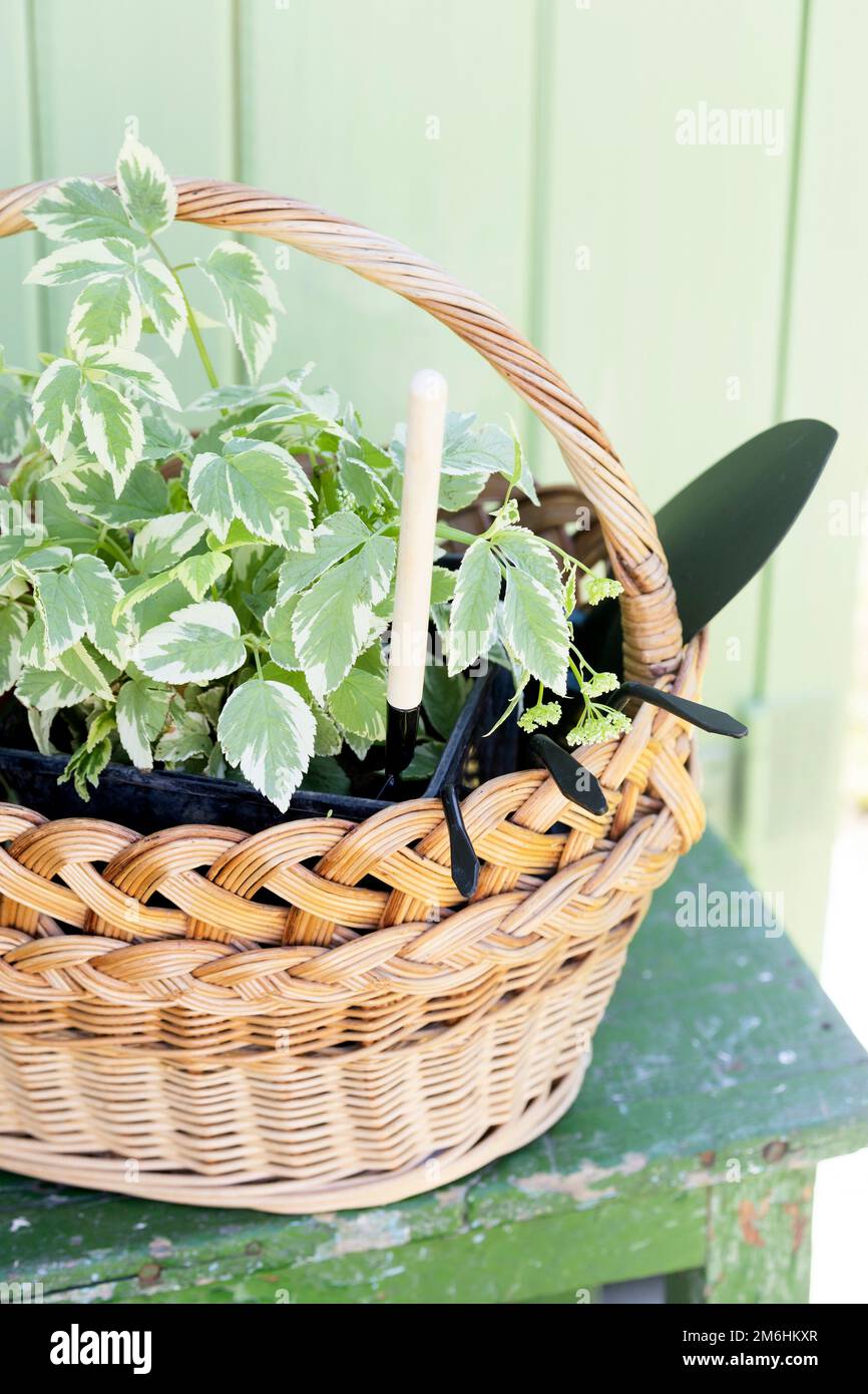 flores, macetas de arcilla y herramientas en una cesta. plantando plantas en el jardín Foto de stock