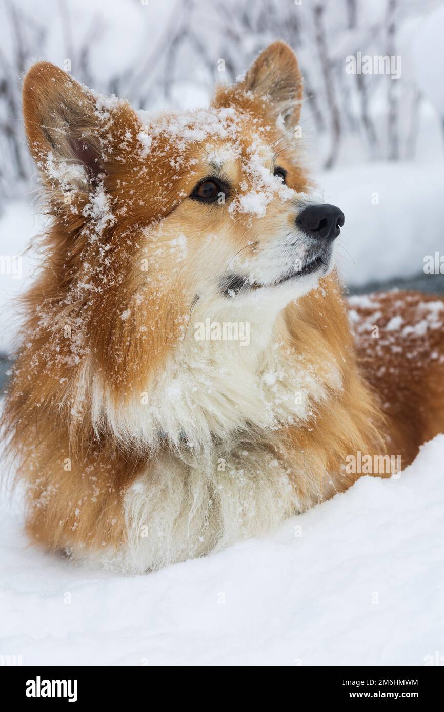 hermoso perro corgi en la nieve. divertido invierno Foto de stock