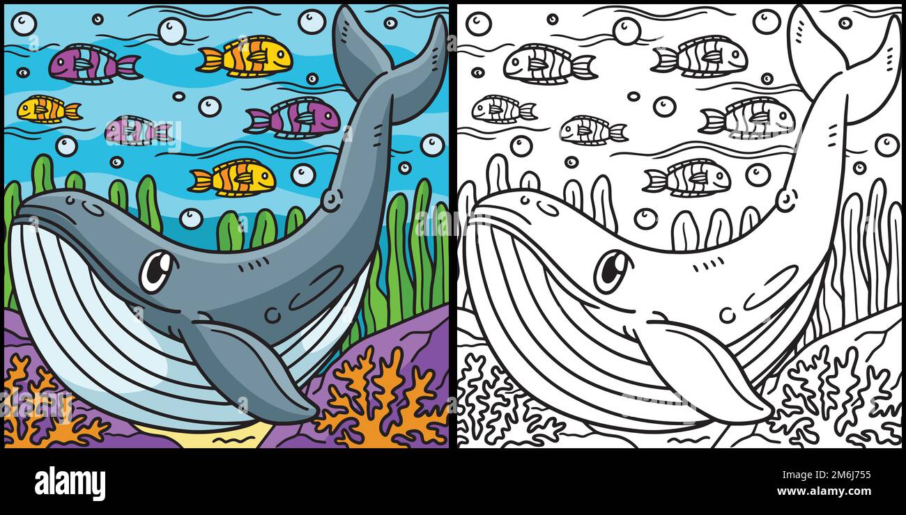 Ballena azul para colorear Imágenes vectoriales de stock - Alamy