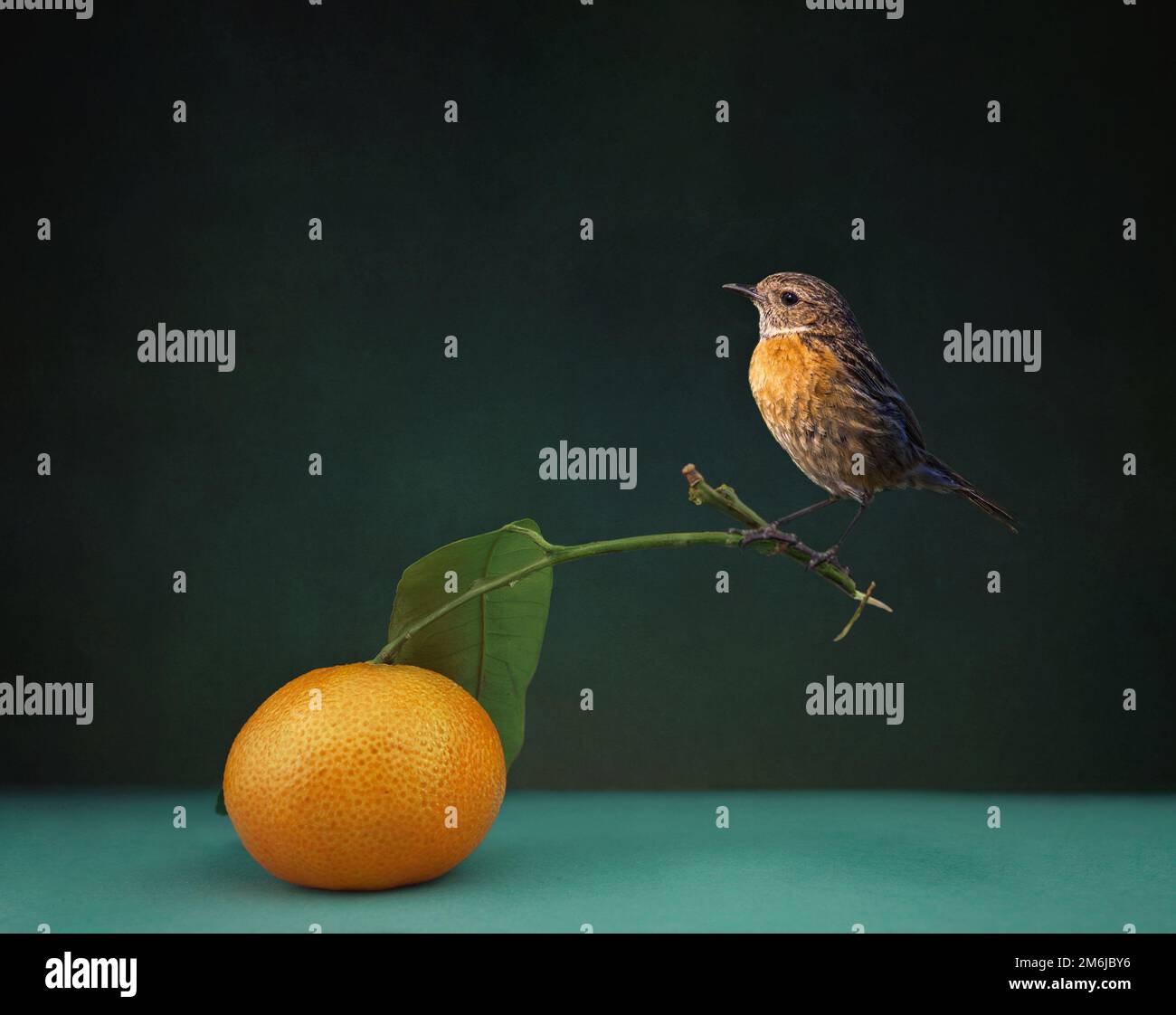 Pequeño pájaro se sienta en la hoja de mandarina mandarina en la mesa azul en la habitación sobre fondo negro. papel de pared. banner. Foto de stock