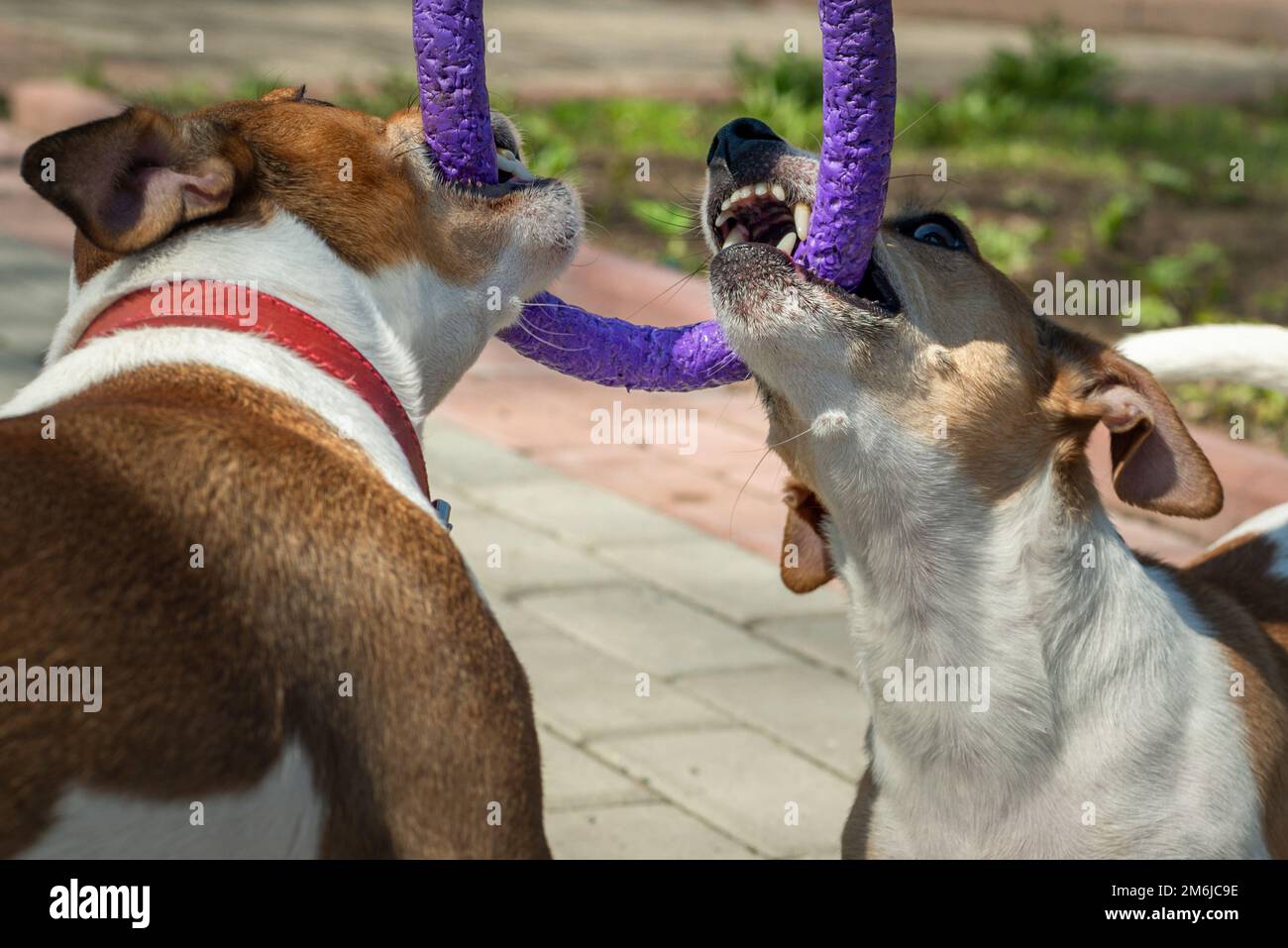 Dos cachorros de Jack Russell Terrier jugando con puller toy closeup Foto de stock