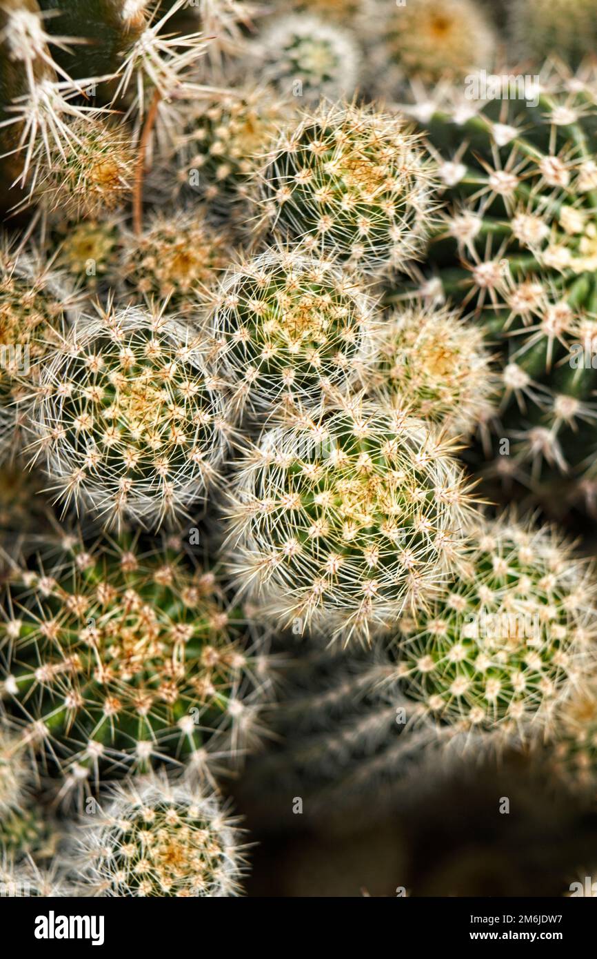 Hermosos cactus naturales de diferentes colores en la vista superior de las  ollas. Inoculación de diferentes variedades de cactus en otro tronco.  Crecimiento y molienda de Fotografía de stock - Alamy
