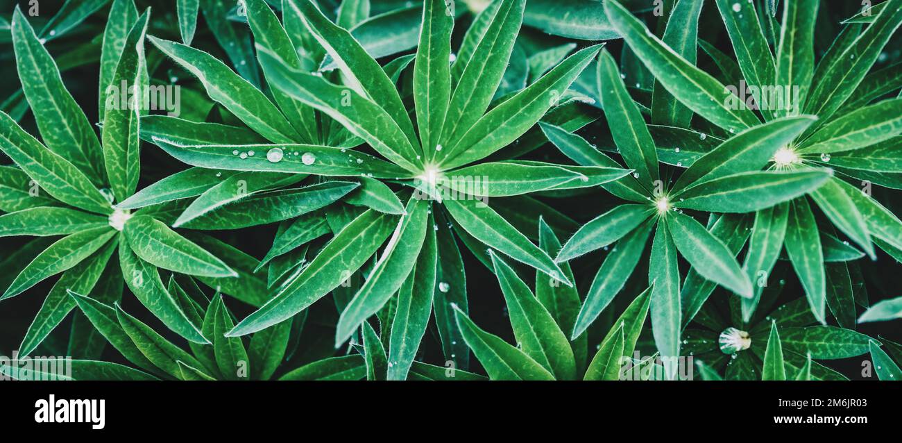Textura vegetal verde, hojas de jardín flox fondo, pancarta ancha Foto de stock