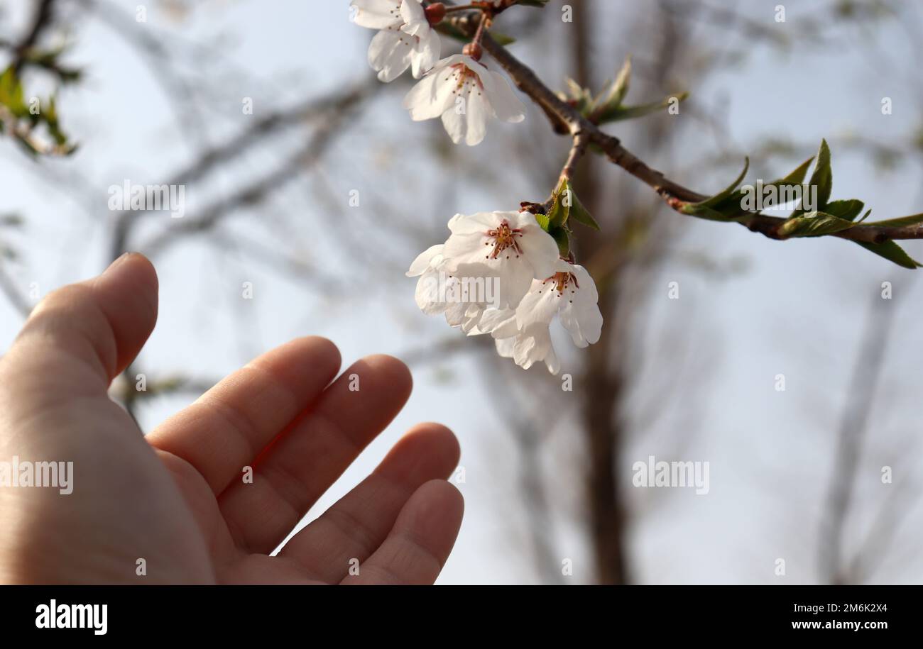 Imagen de primer plano de hojas de flor de cerezo con el dedo. Imagen del festival de flores de primavera. Foto de stock