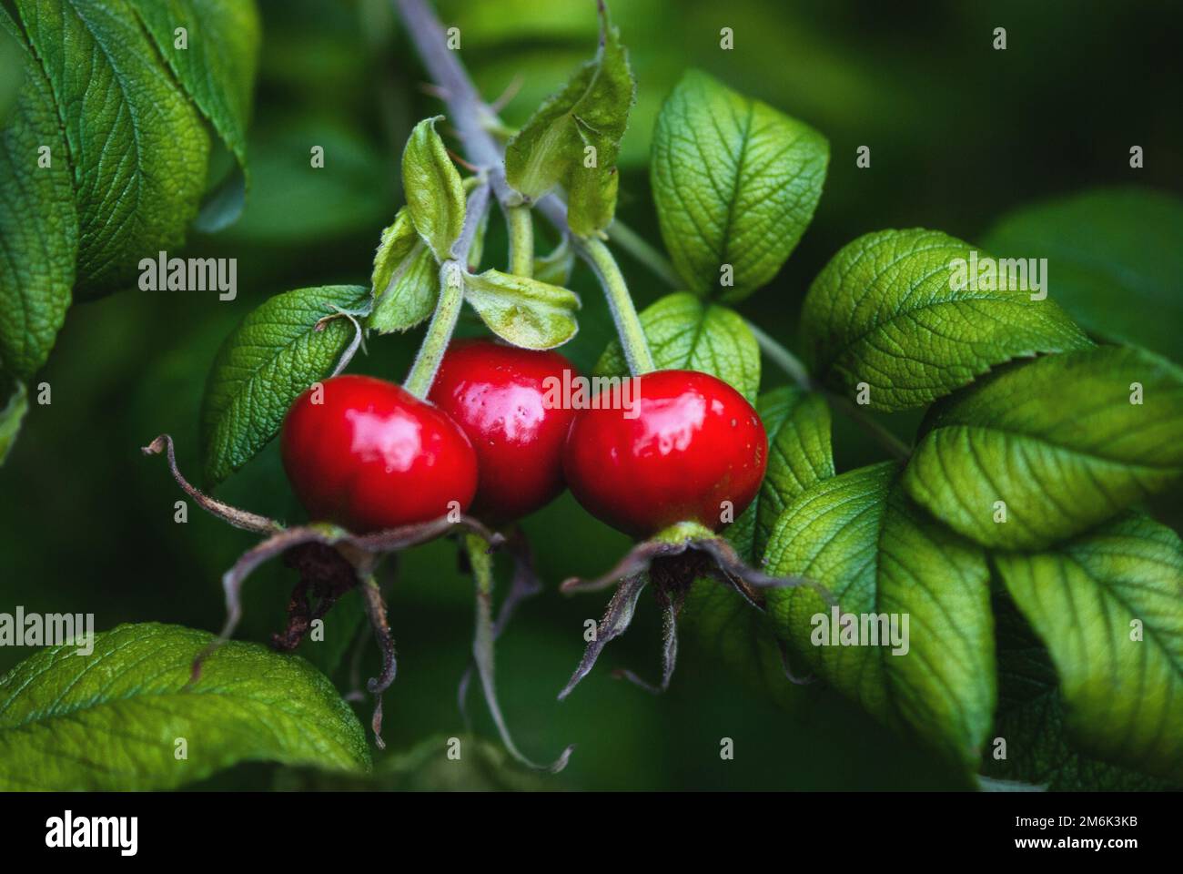 Rosa cadera, fruto de brier dulce, Rosa rugosa frutos que crecen en el arbusto Foto de stock