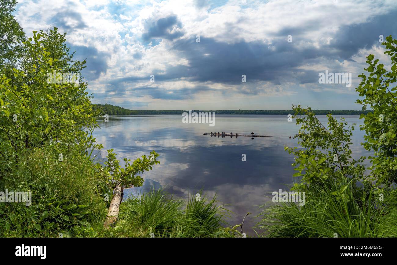 Patos salvajes están sentados pacíficamente en un tronco en el lago .Vsevolozhsk. Región de Leningrado. Foto de stock