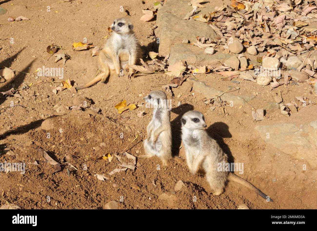 Divertidos gophers lindos que se sientan prado cálido soleado día de verano de pie mirando alrededor Foto de stock