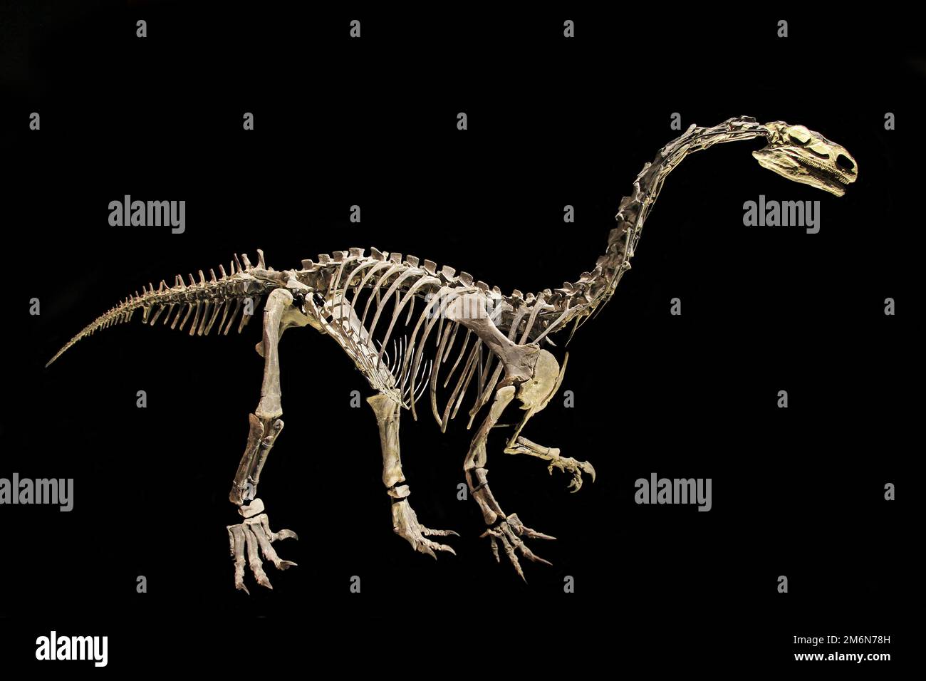 Esqueleto de tamaño verdadero.Plateosaurus engelhardti-Tiras-Switserland.El más antiguo de los dinosaurios de cuello largo.Más tarde en el período Jurásico Plateosaurus y otros miembros de la familia dieron paso a los dinosaurios verdaderamente gigantescos de cuello largo,los saurópodos. Foto de stock