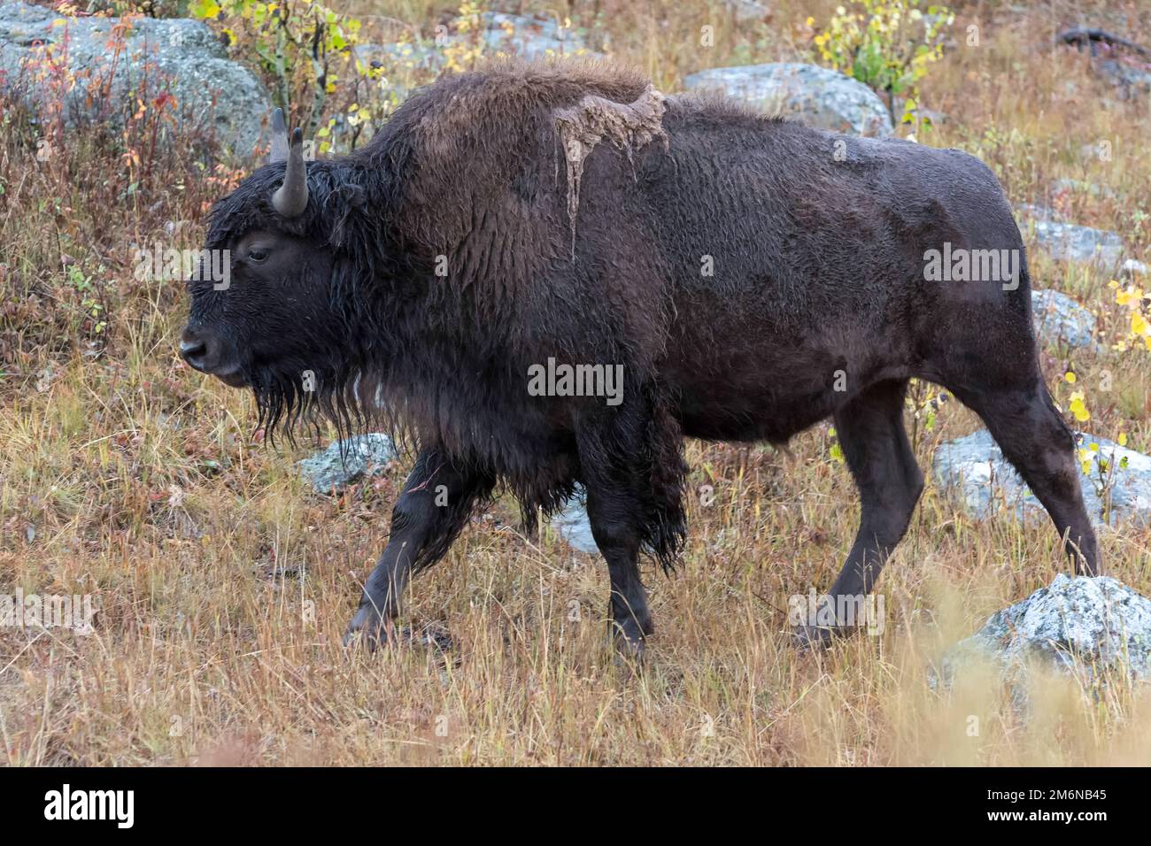 Bisonte americano, bisonte, en el Parque Nacional de Yelowstone Foto de stock