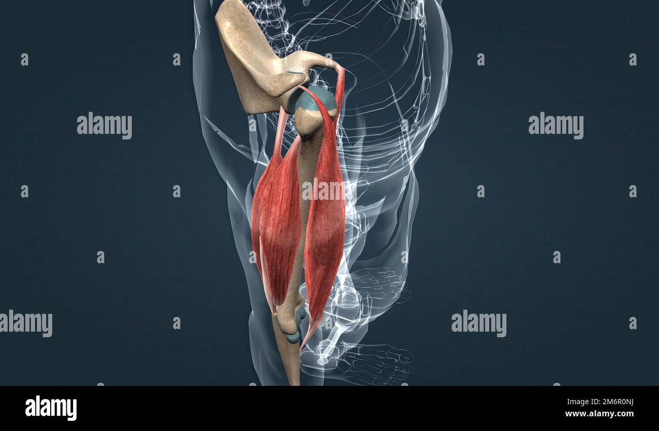 El bíceps braquio tiene dos cabezas largas y cortas que convergen para insertarse en el