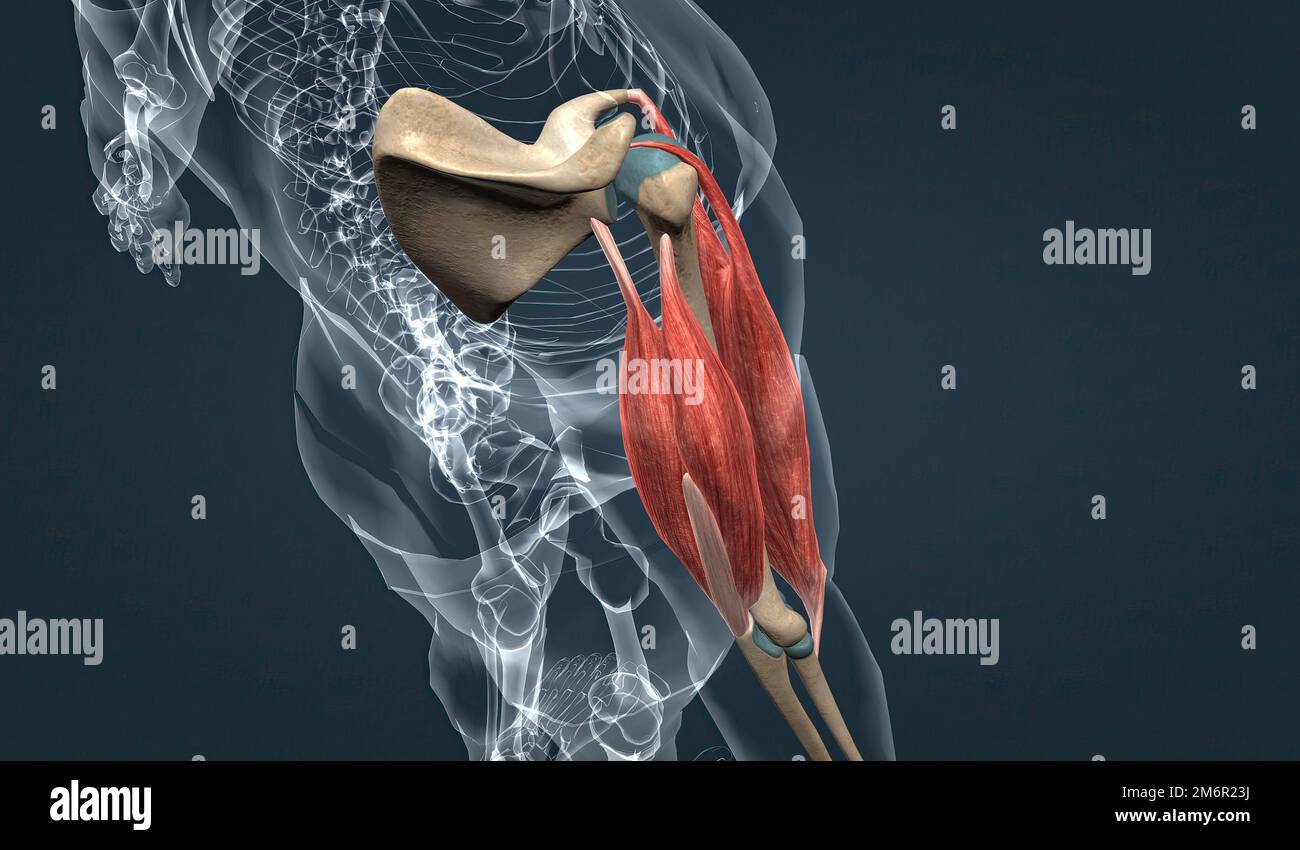 El bíceps braquio tiene dos cabezas largas y cortas que convergen para