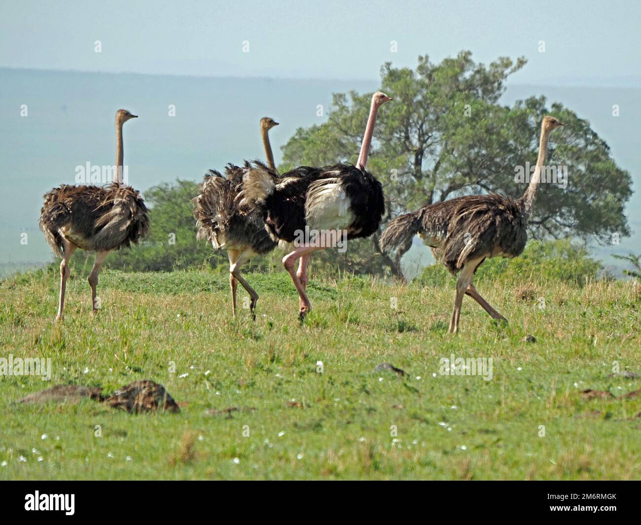 Grupo mixto de avestruces Masai (Struthio camelus massaicus) corriendo