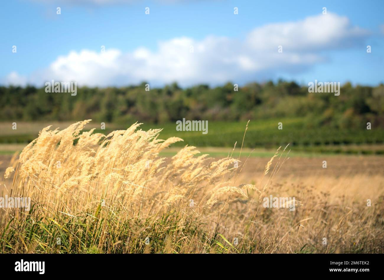 El viento soplando tall verde hierba bajo las nubes Foto de stock