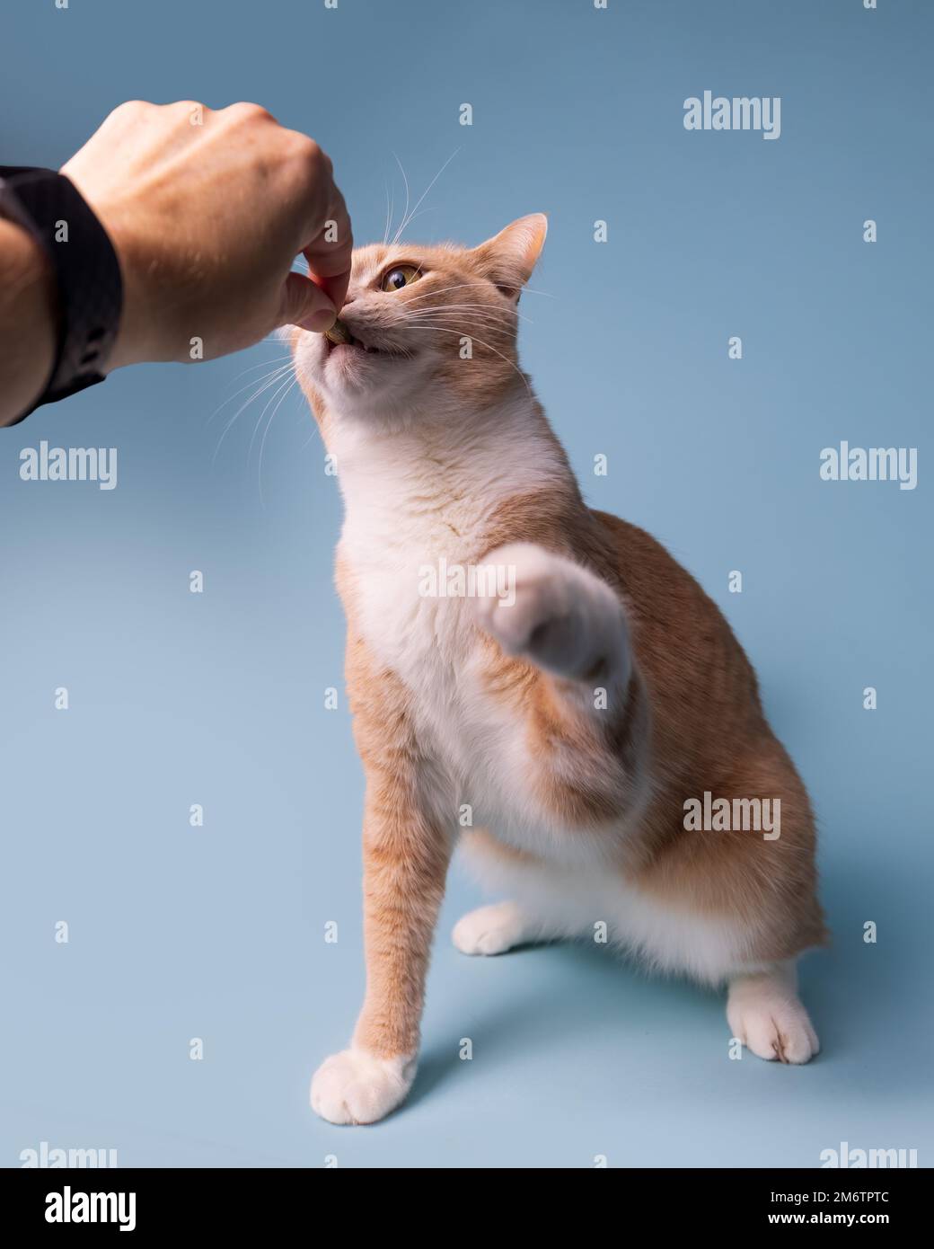 Divertido gato naranja está comiendo un regalo de una mano humana  Fotografía de stock - Alamy